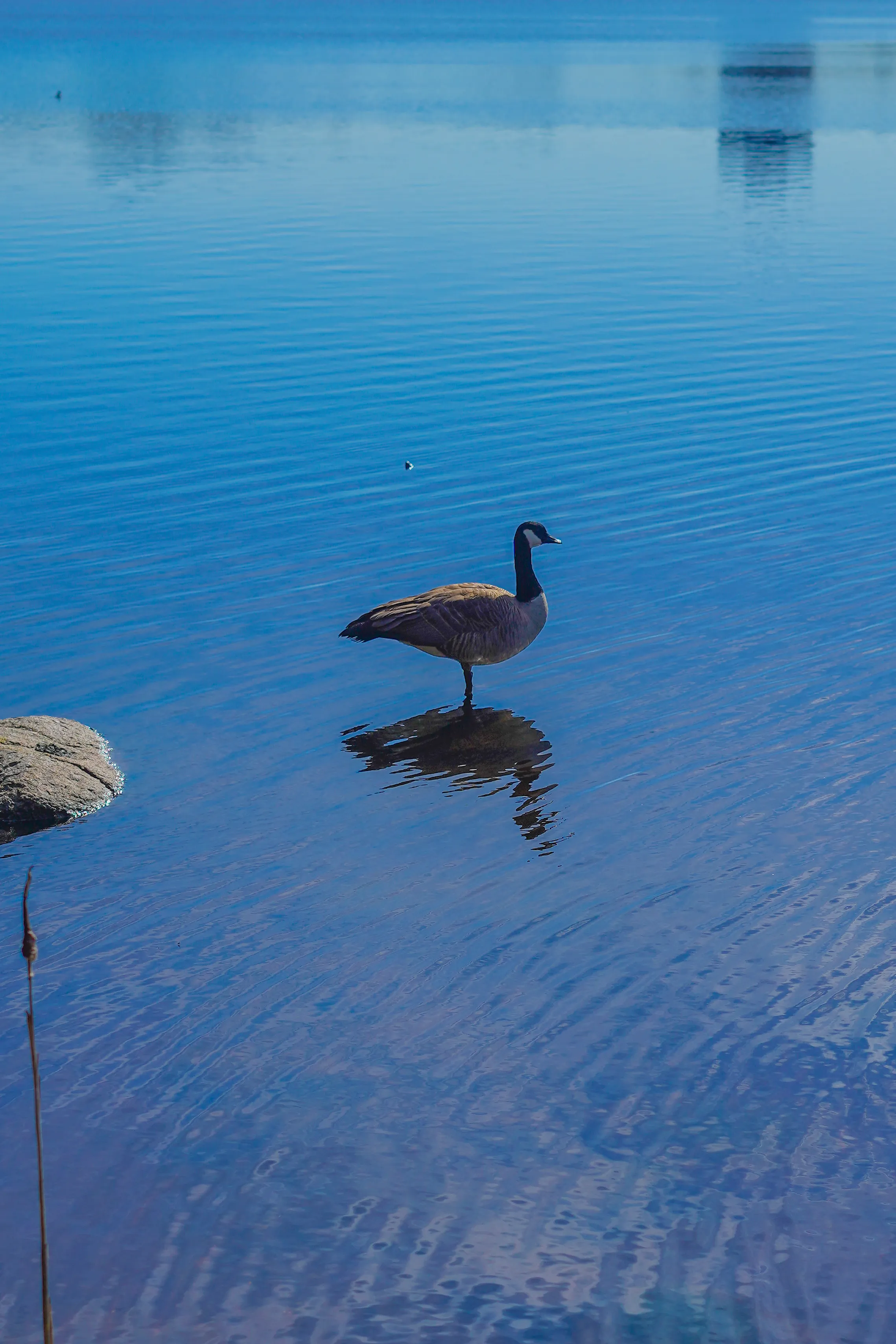 Wildlife photo