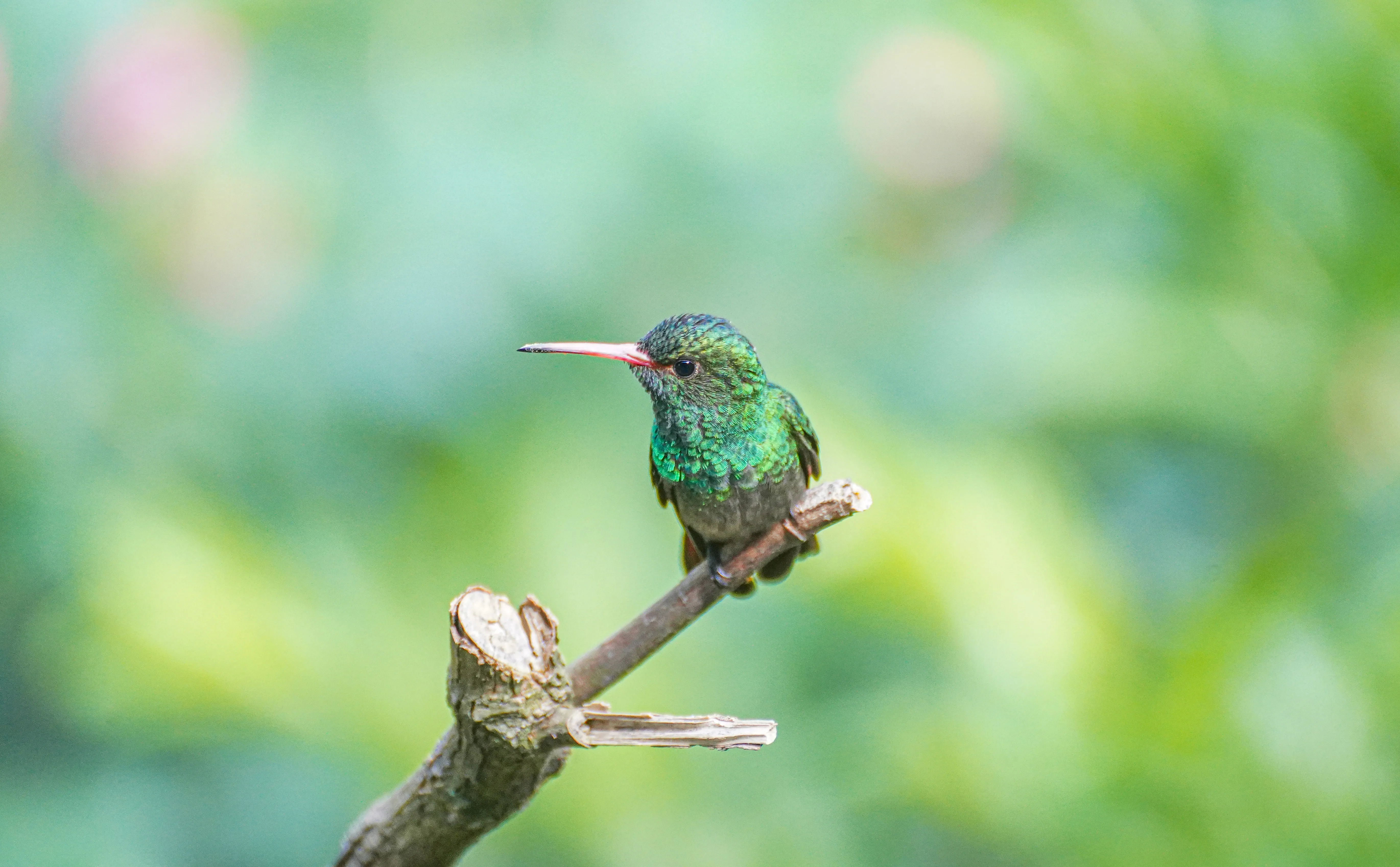 Wildlife photo
