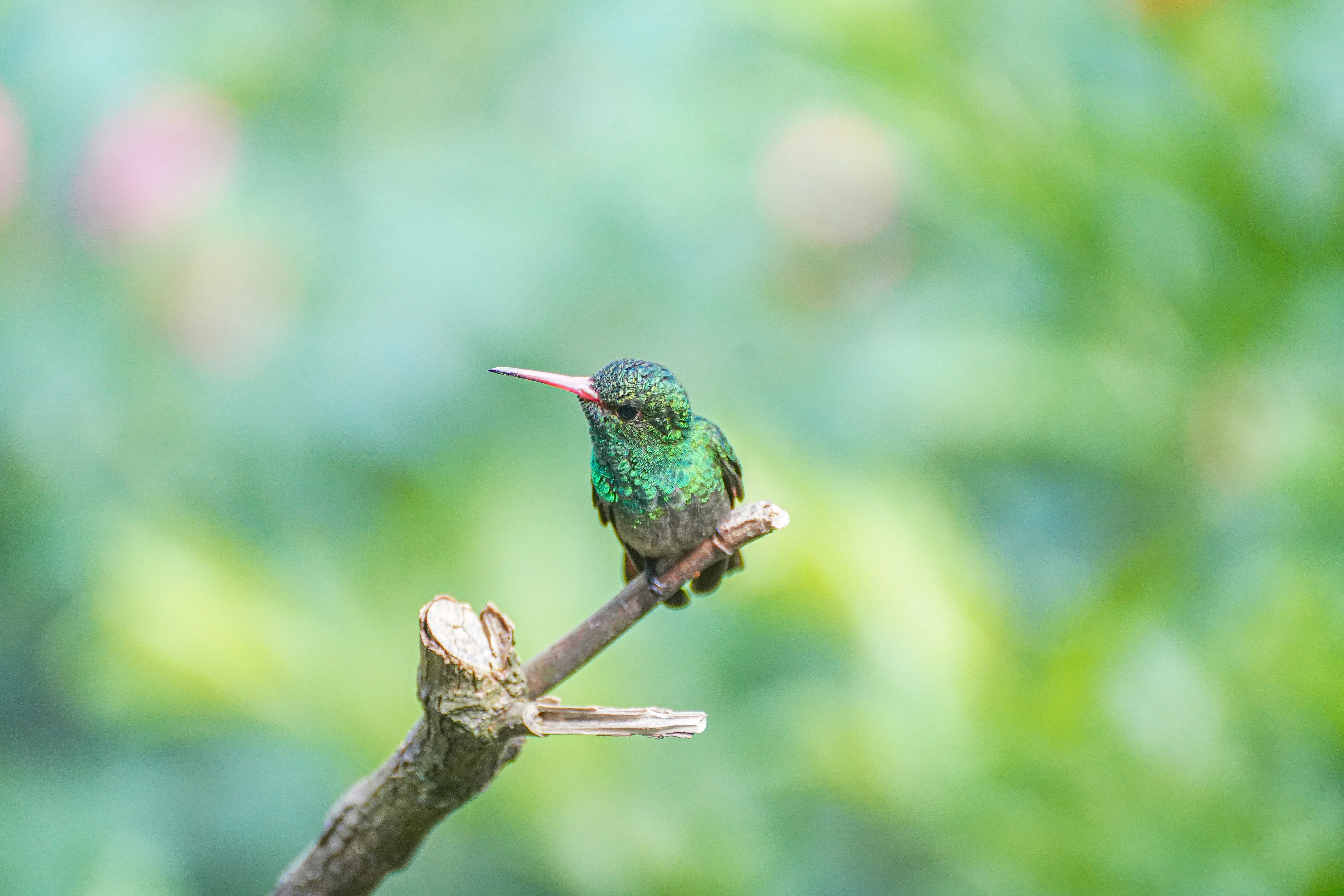 Wildlife photo
