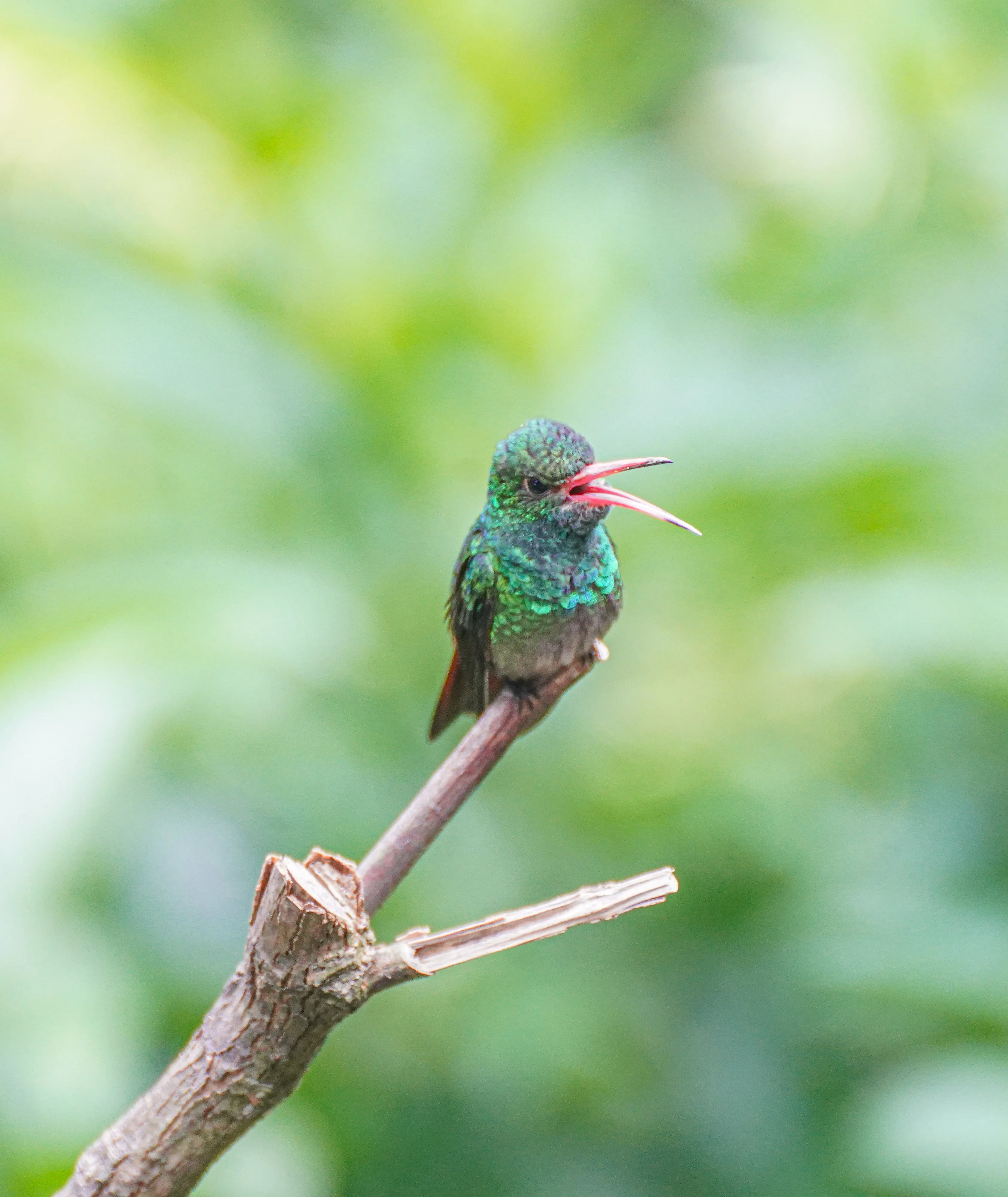 Wildlife photo