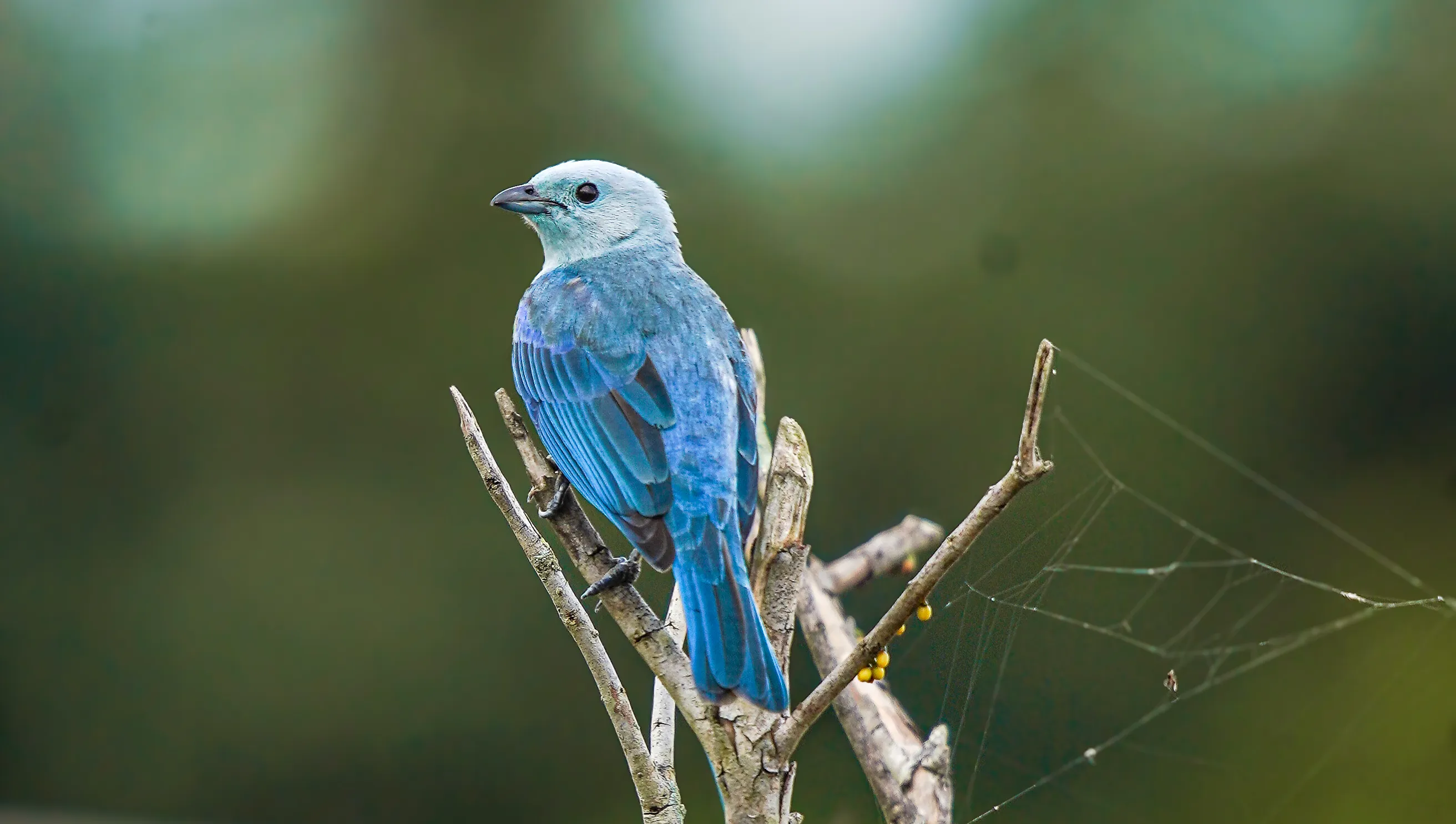 Wildlife photo