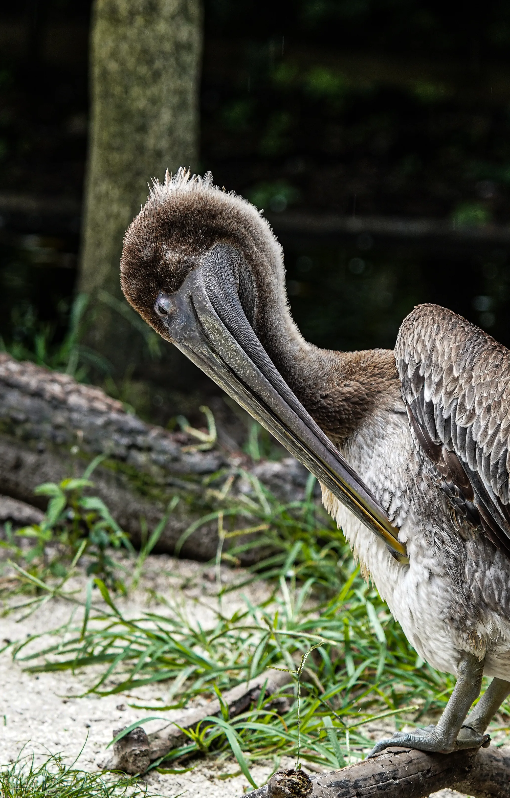 Wildlife photo