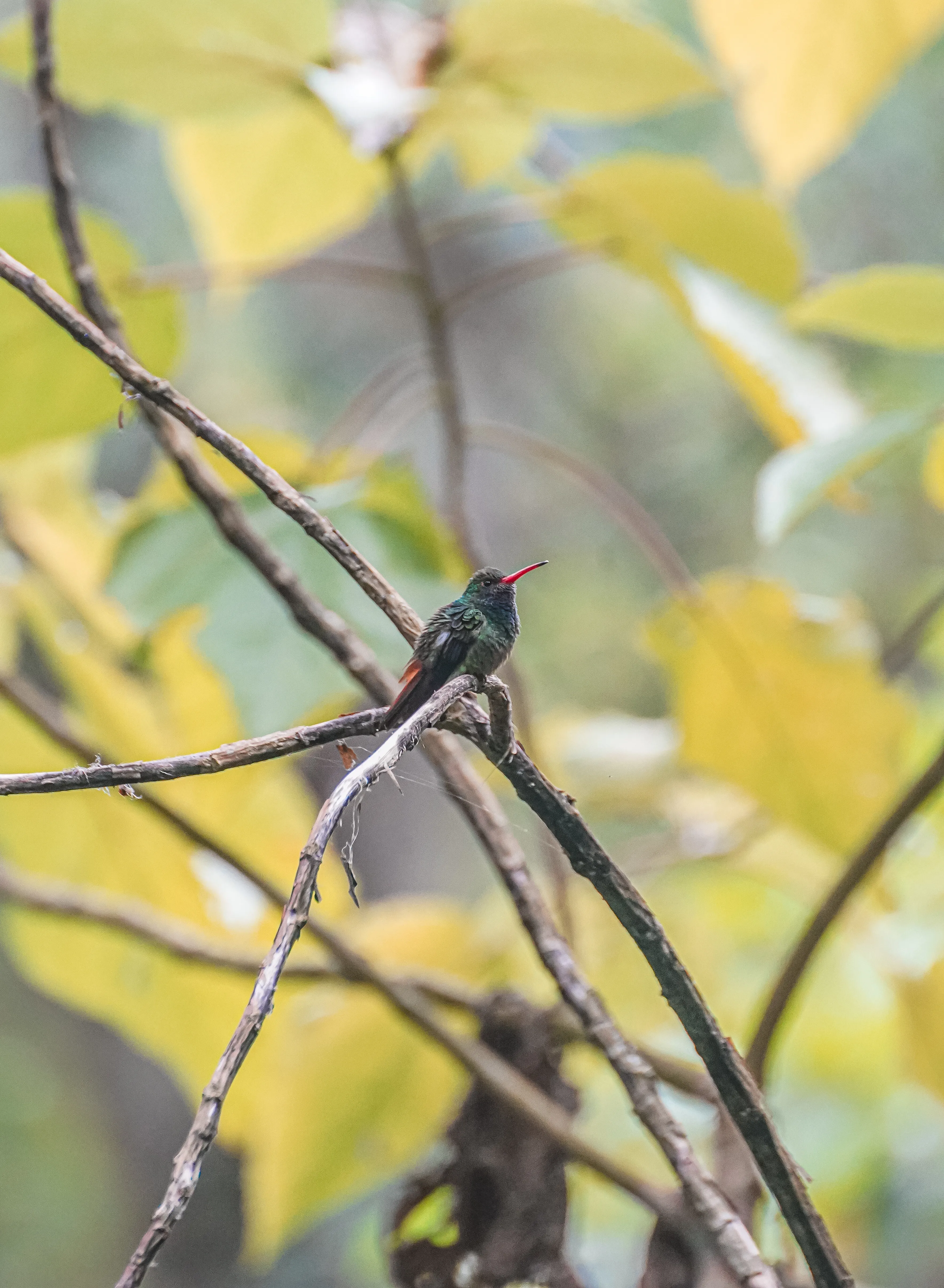 Wildlife photo