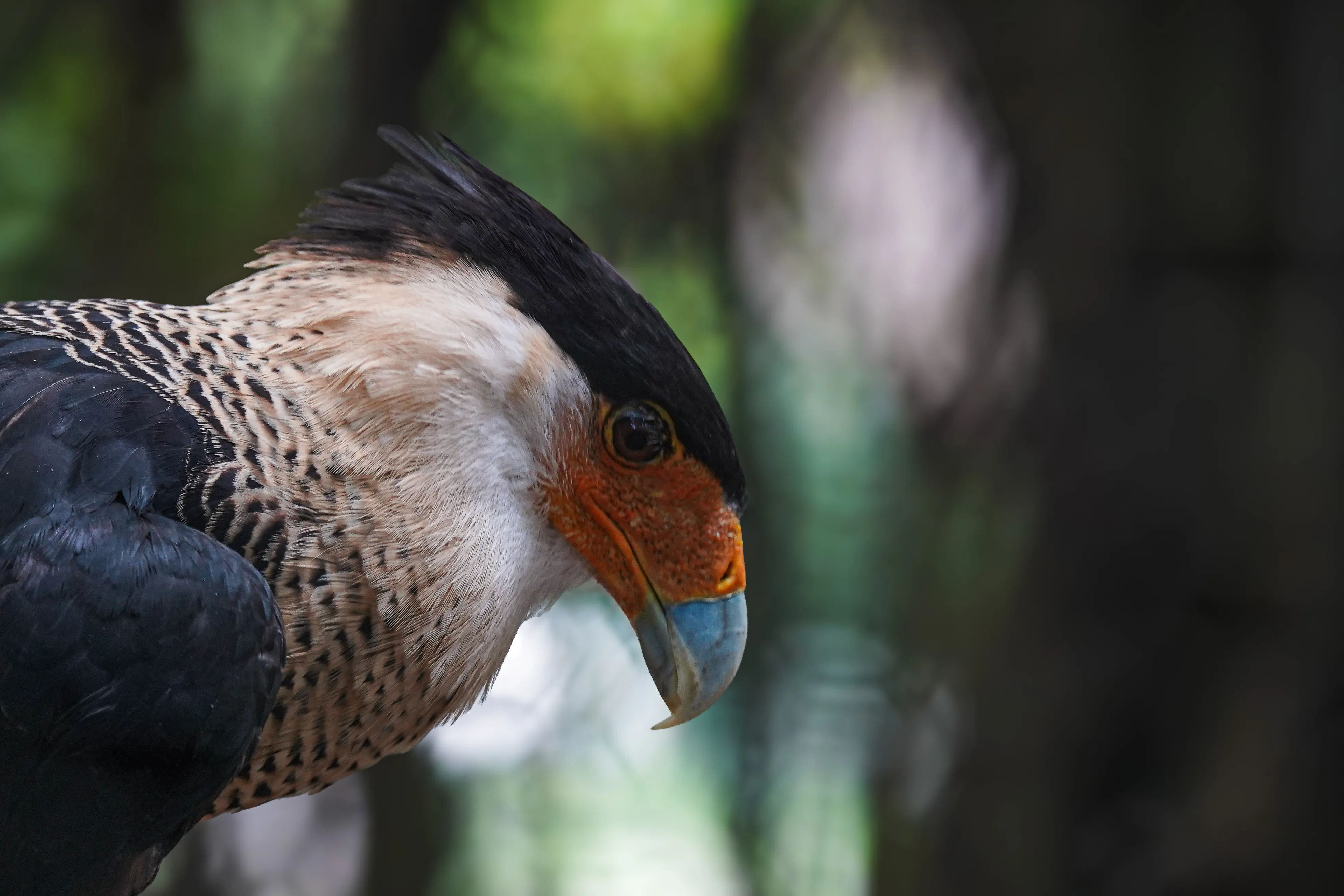 Wildlife photo