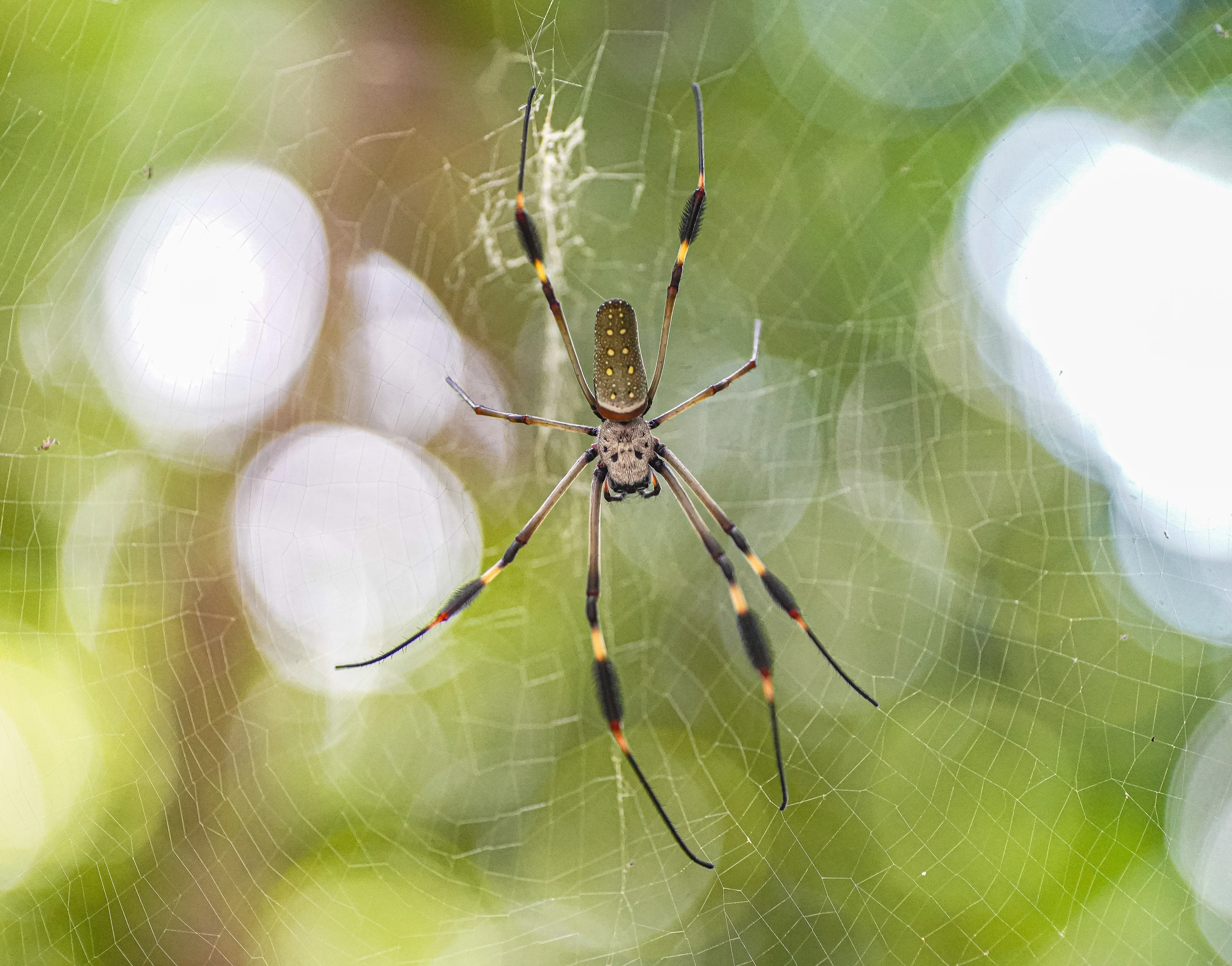 Wildlife photo