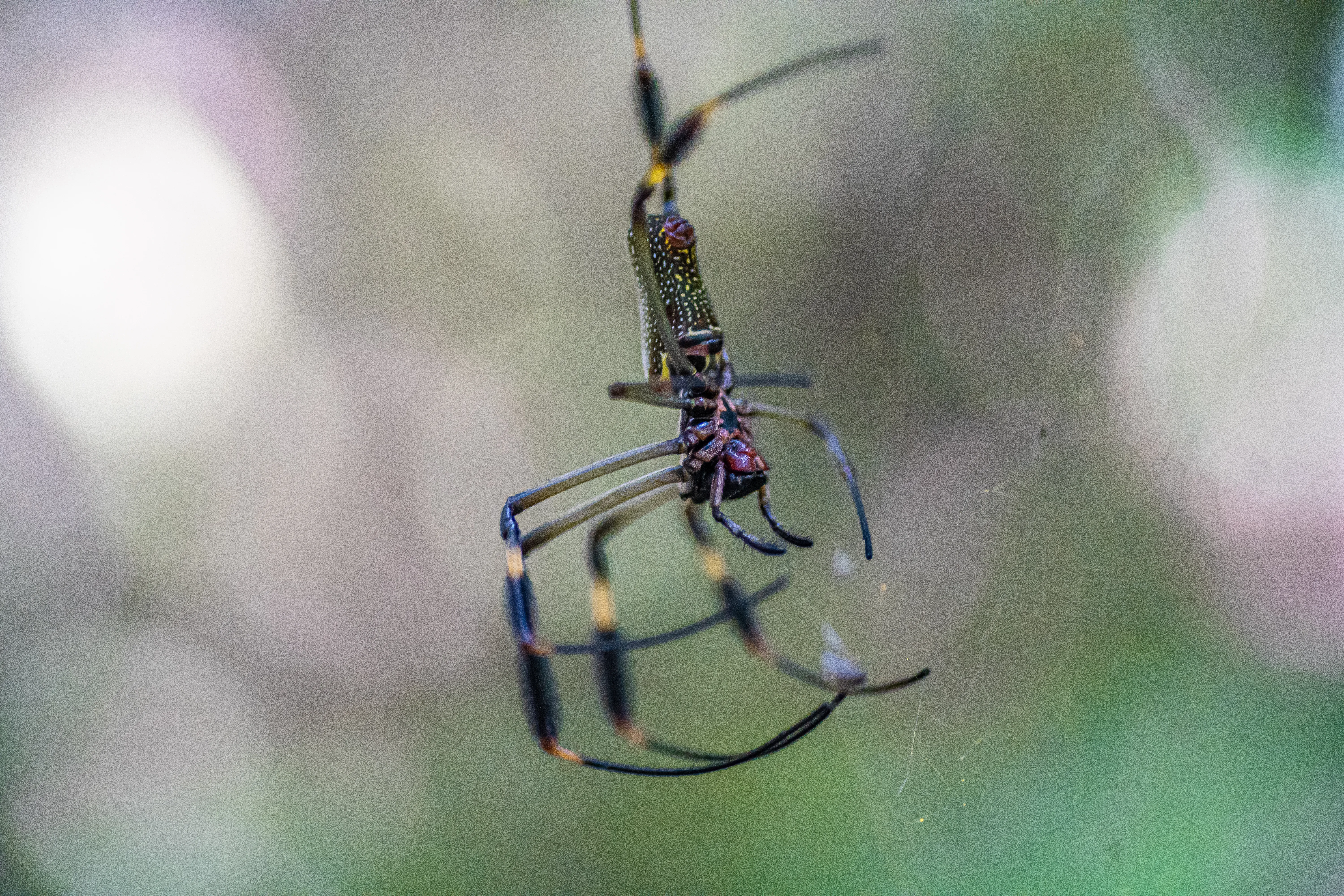 Wildlife photo