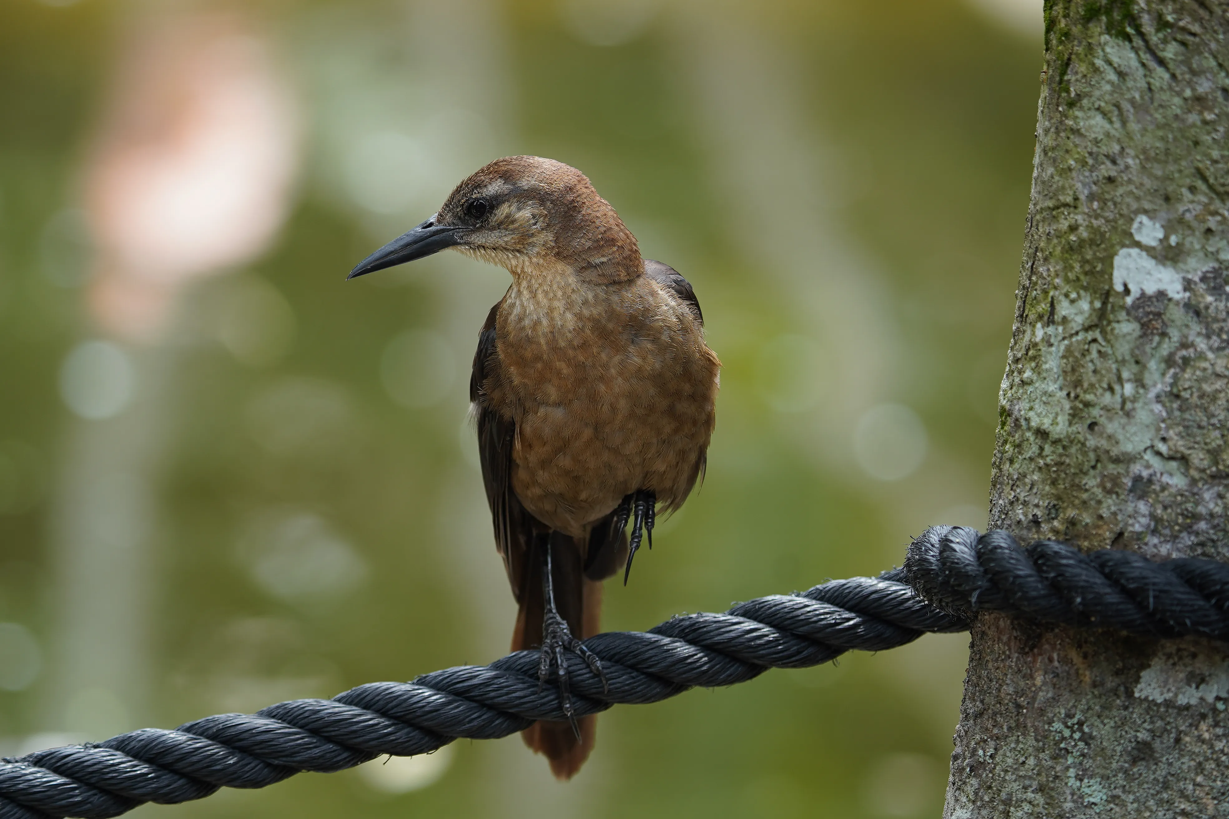 Wildlife photo