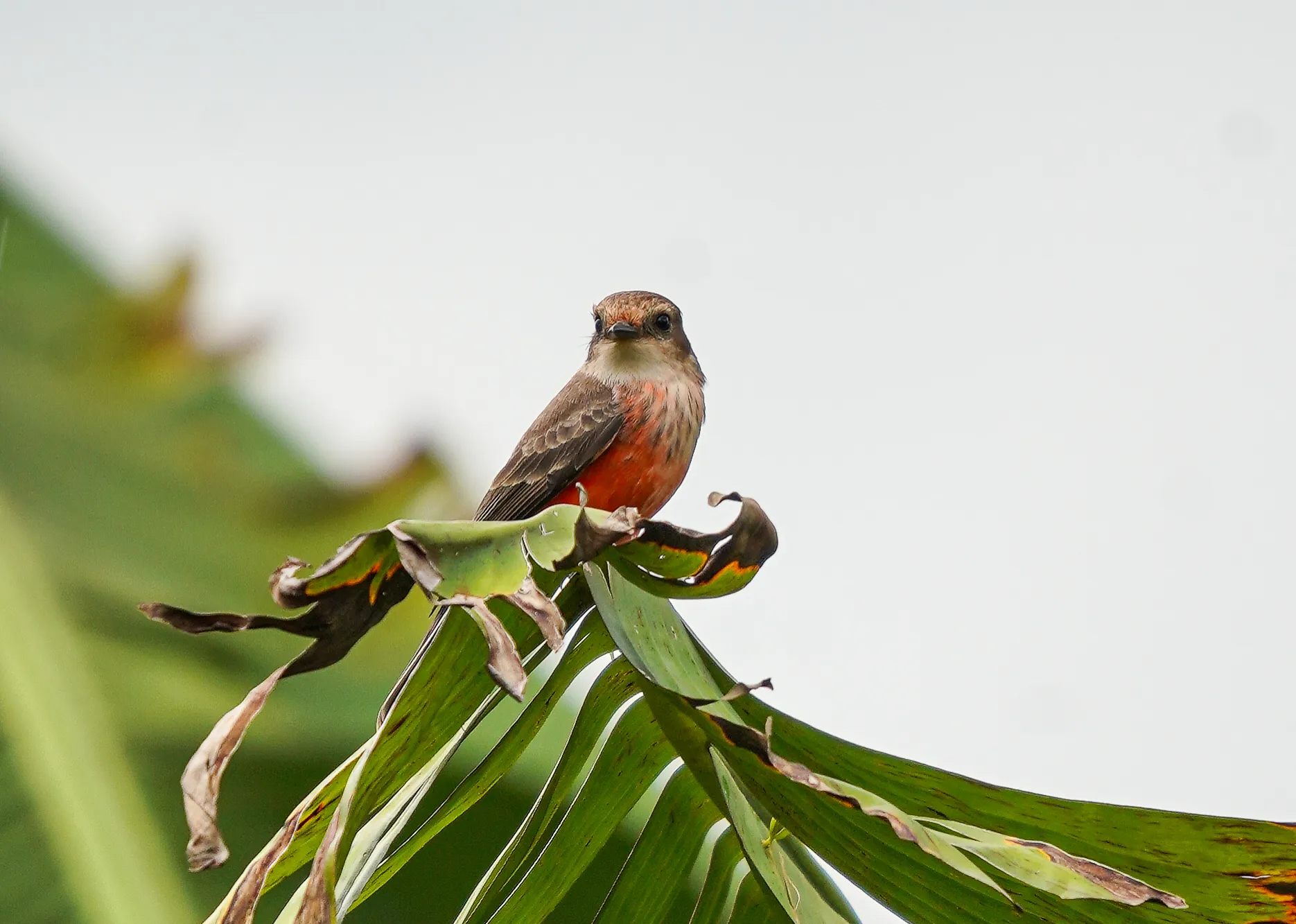 Wildlife photo