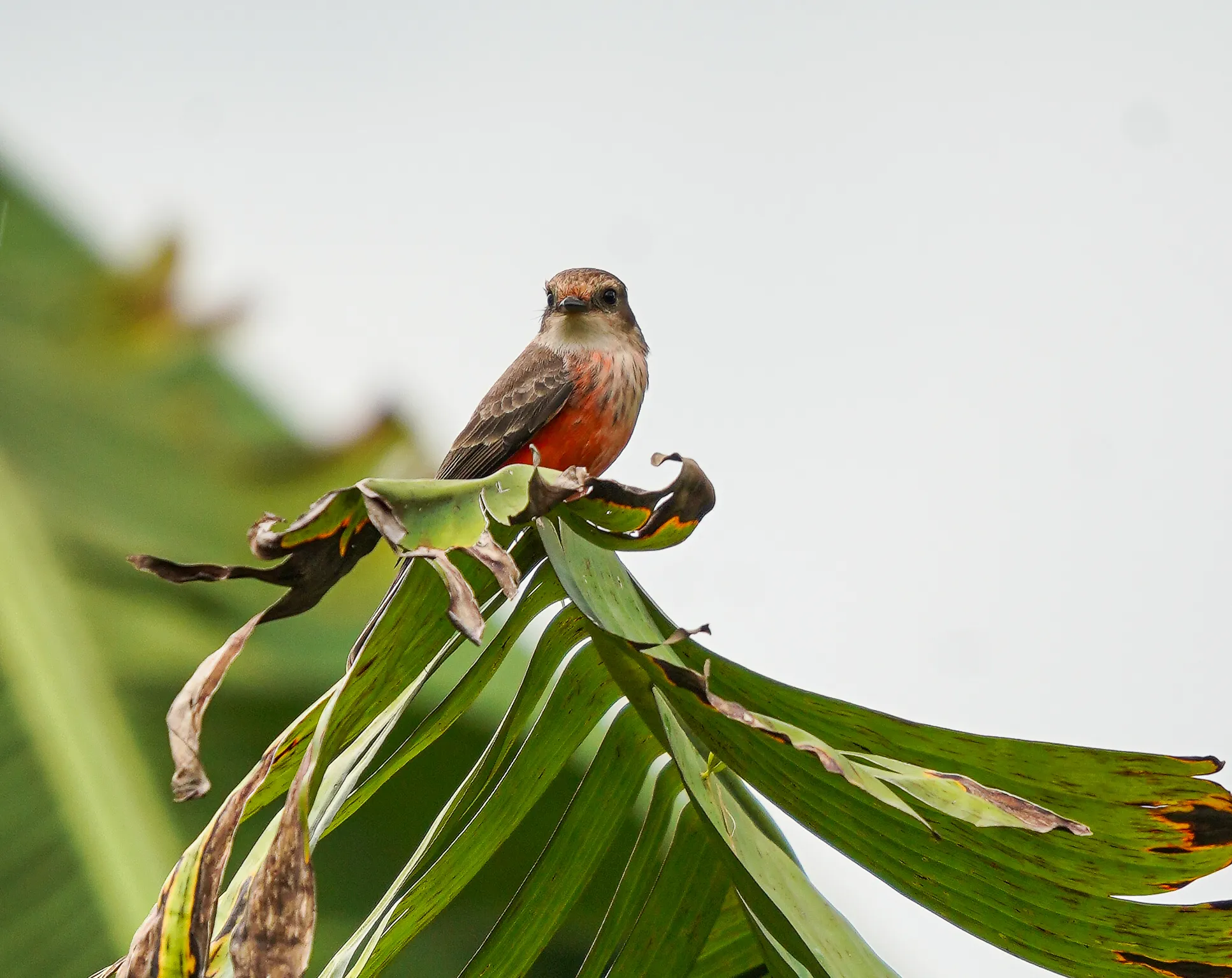 Wildlife photo