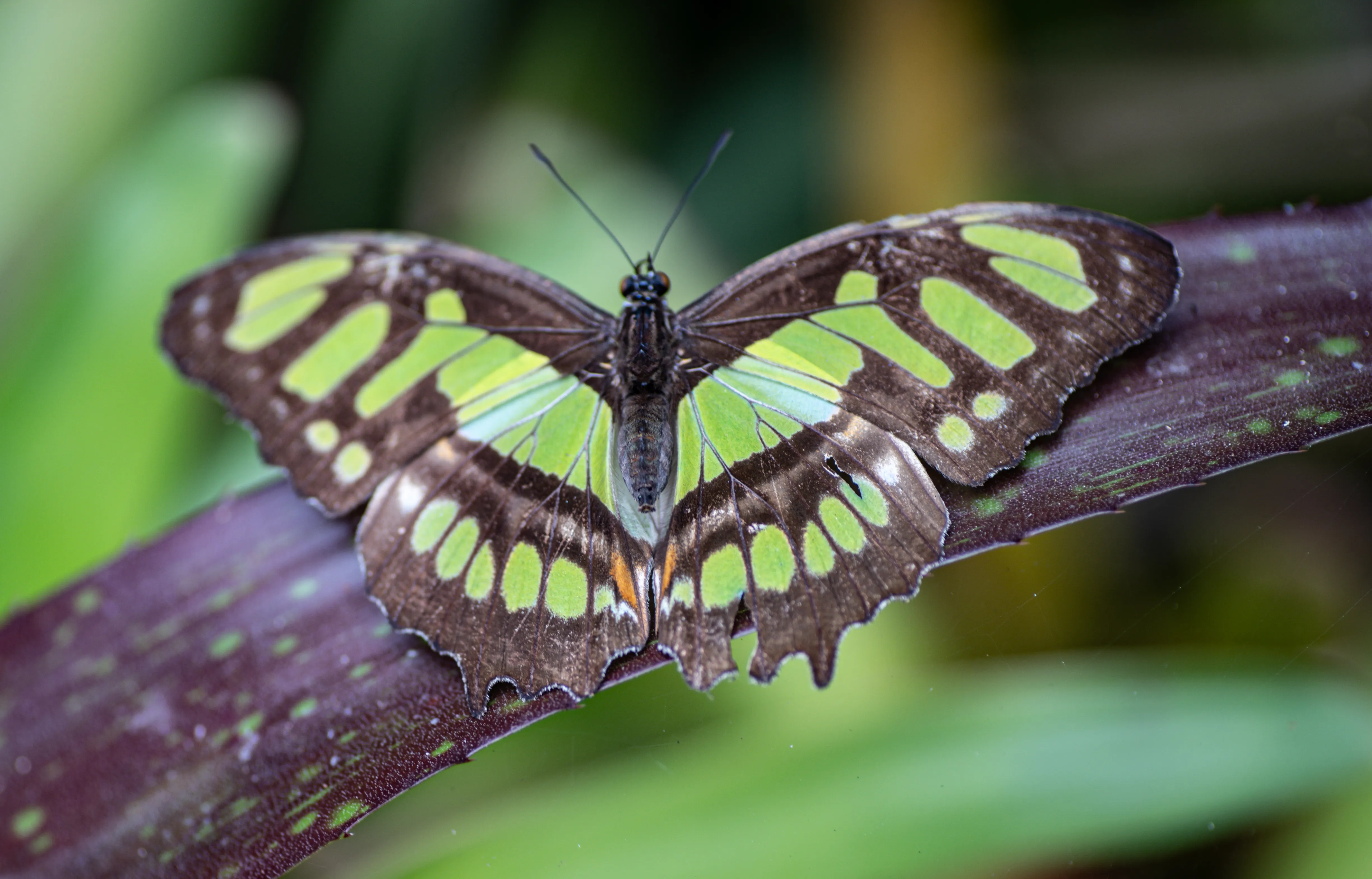 Wildlife photo