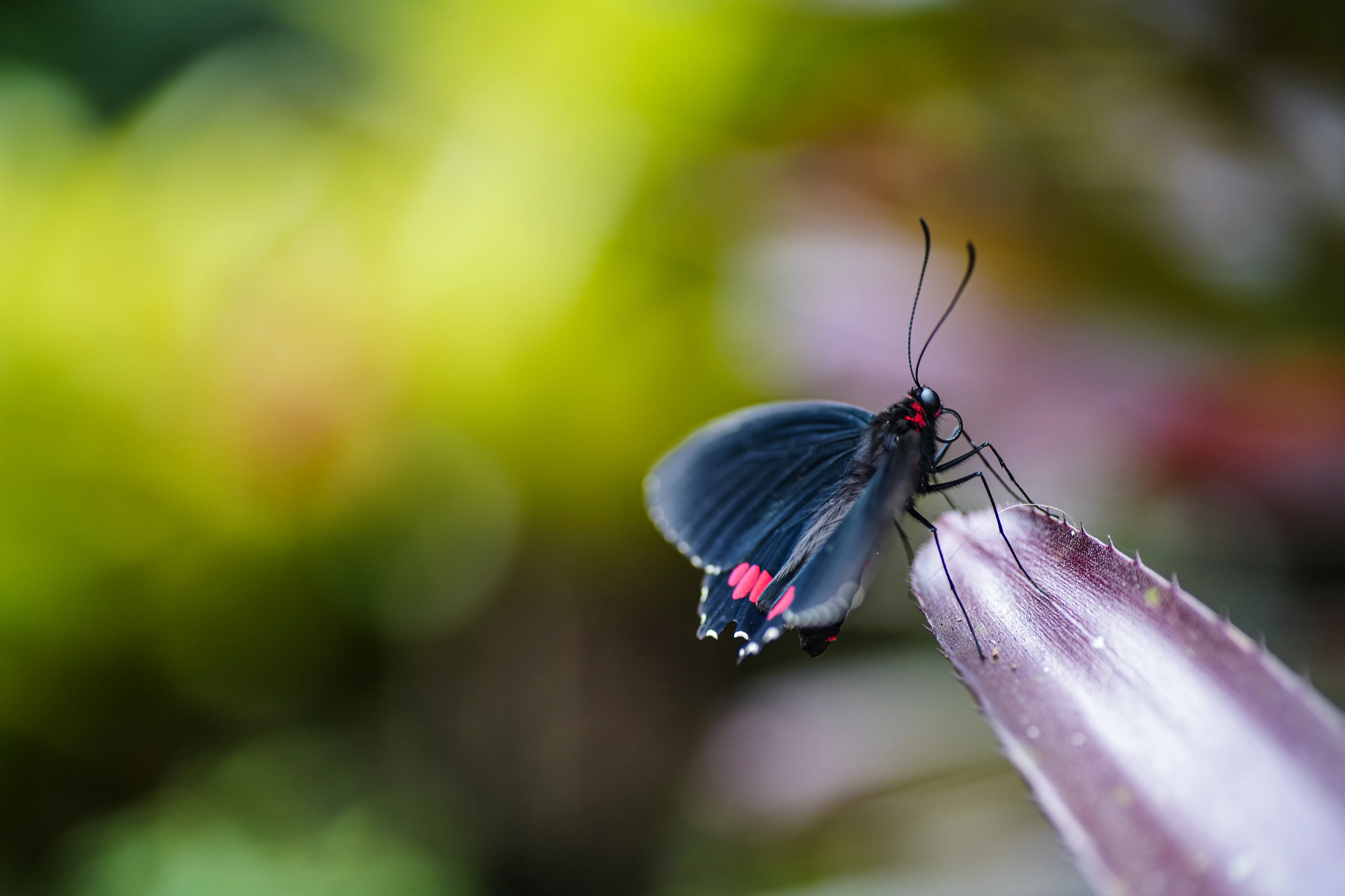 Wildlife photo