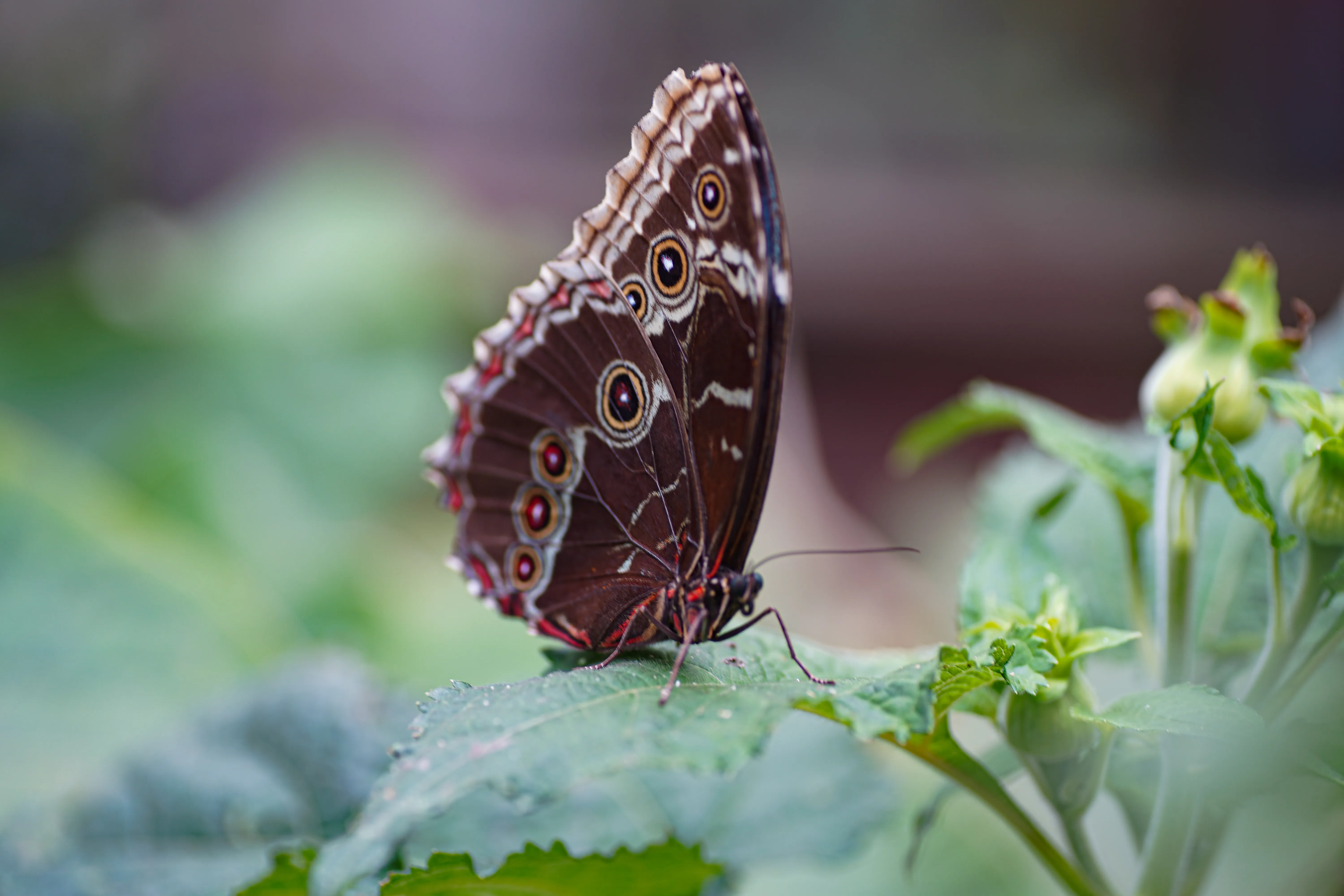 Wildlife photo