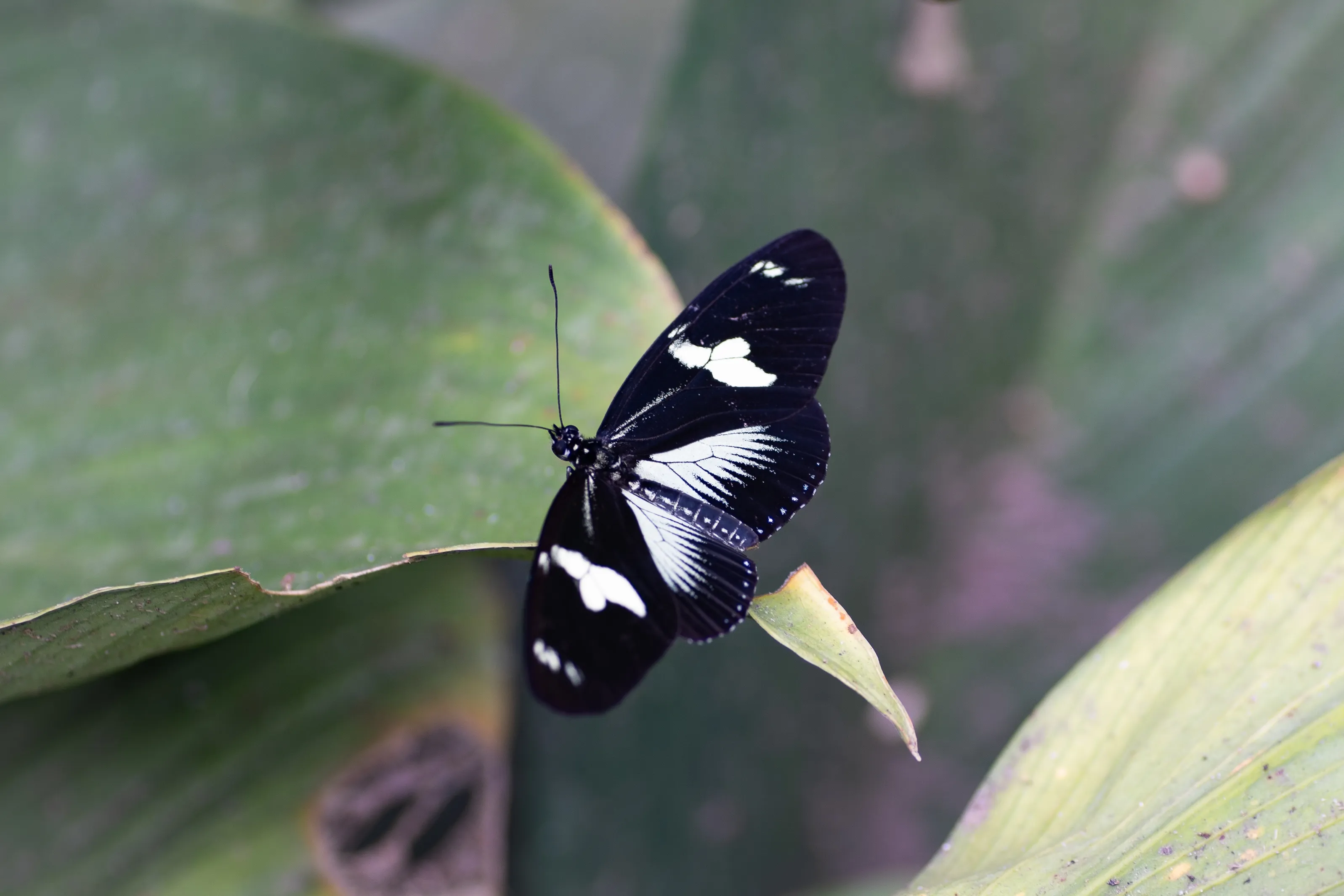 Wildlife photo