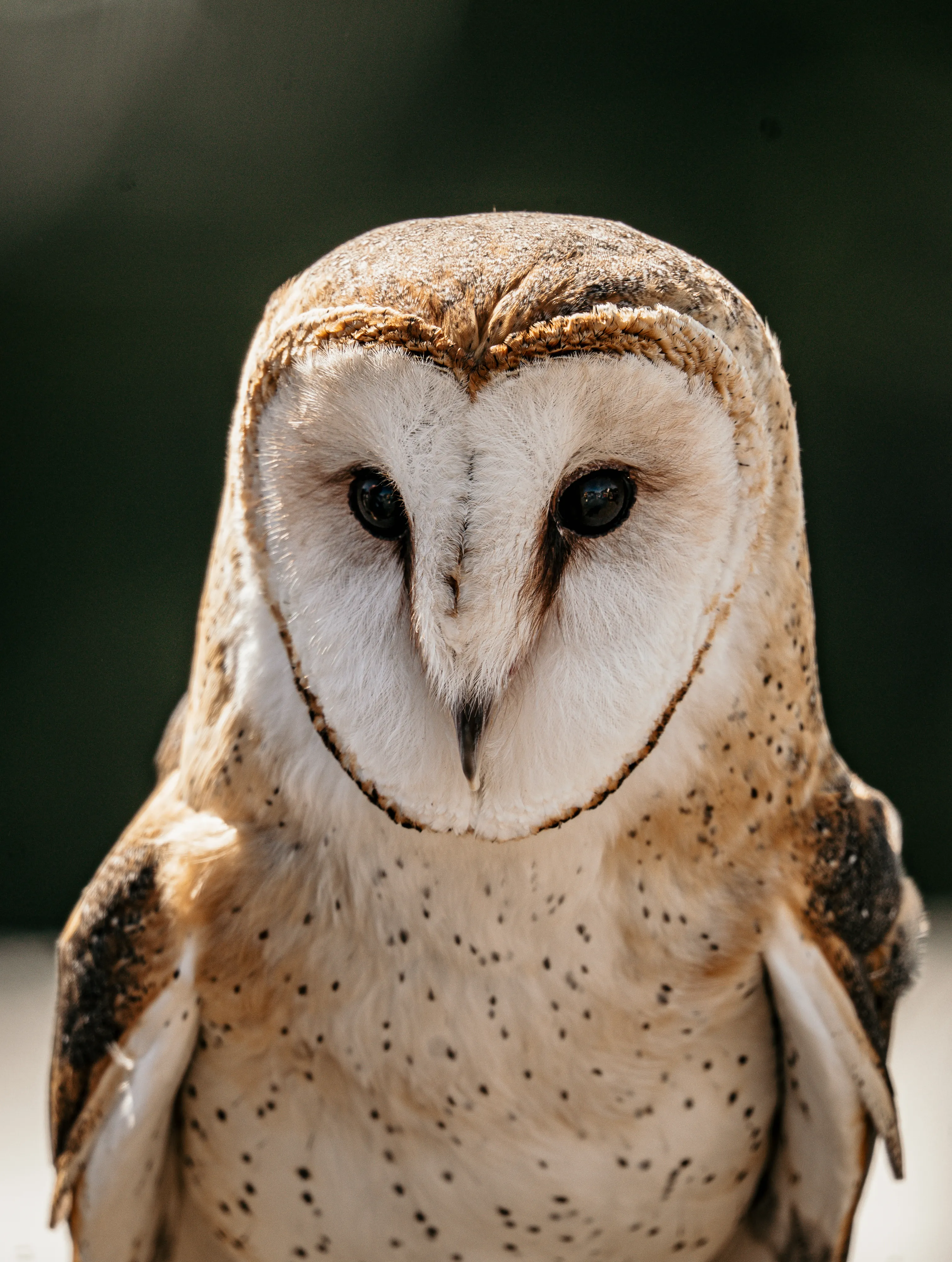 Wildlife photo