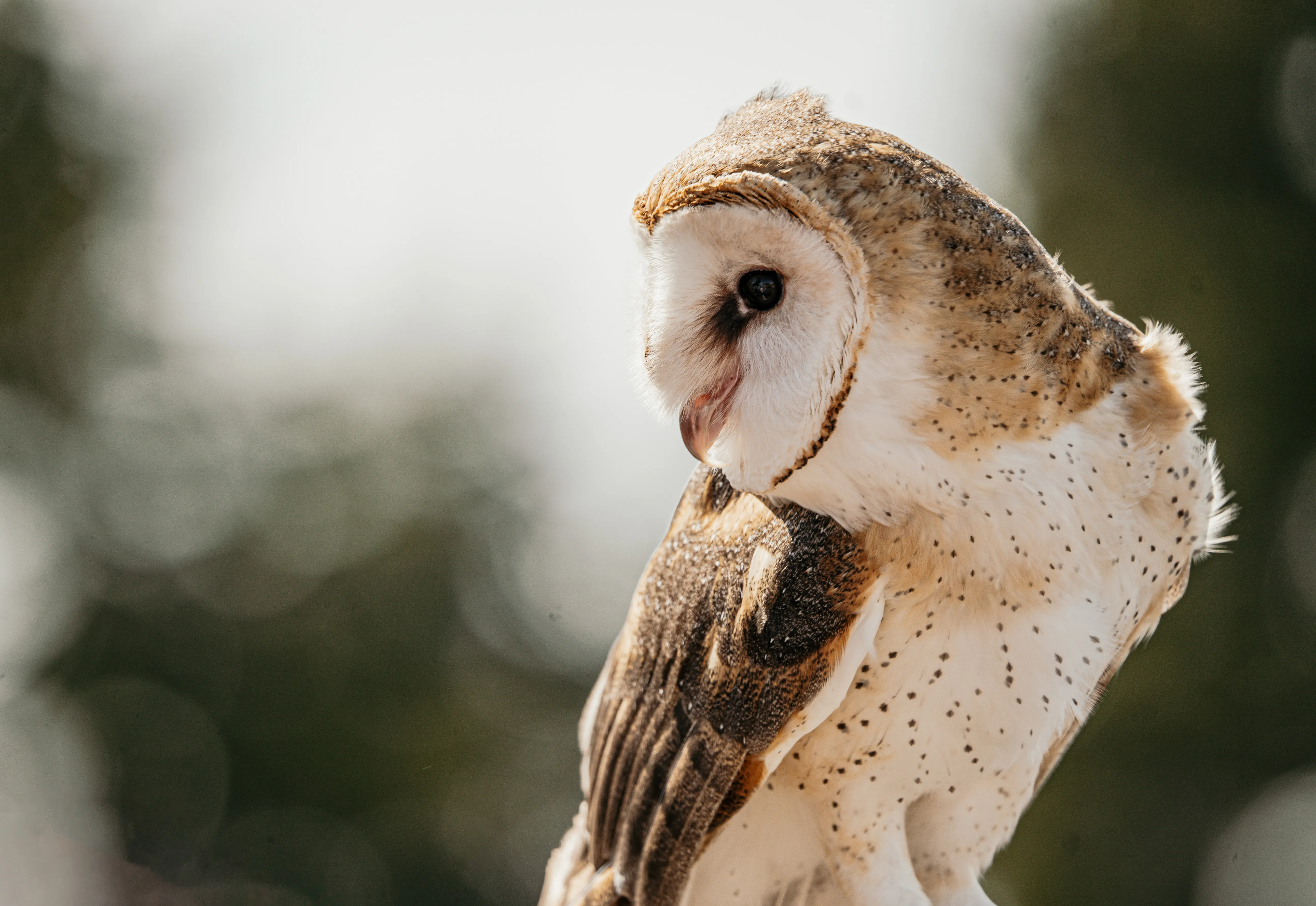 Wildlife photo