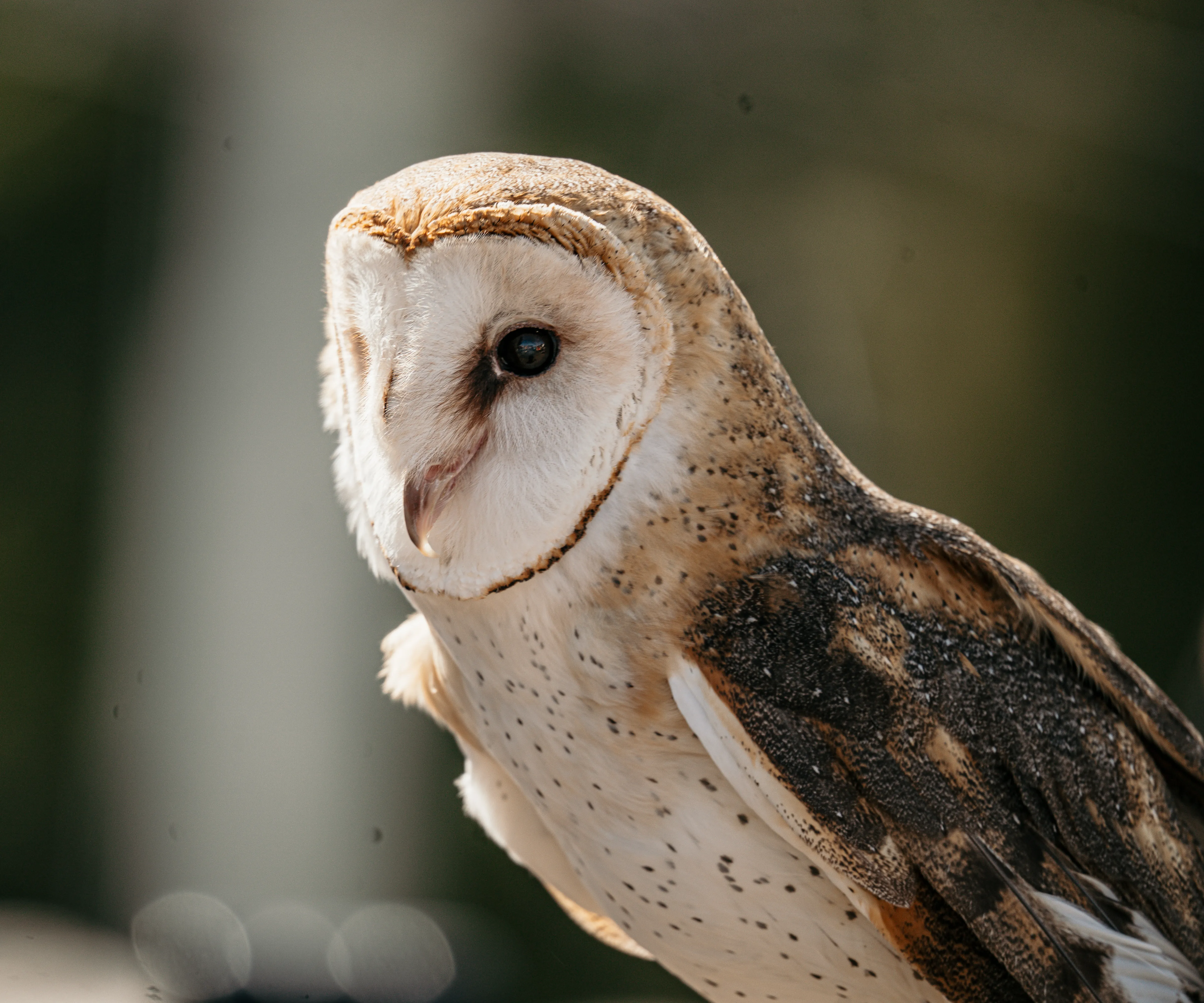 Wildlife photo