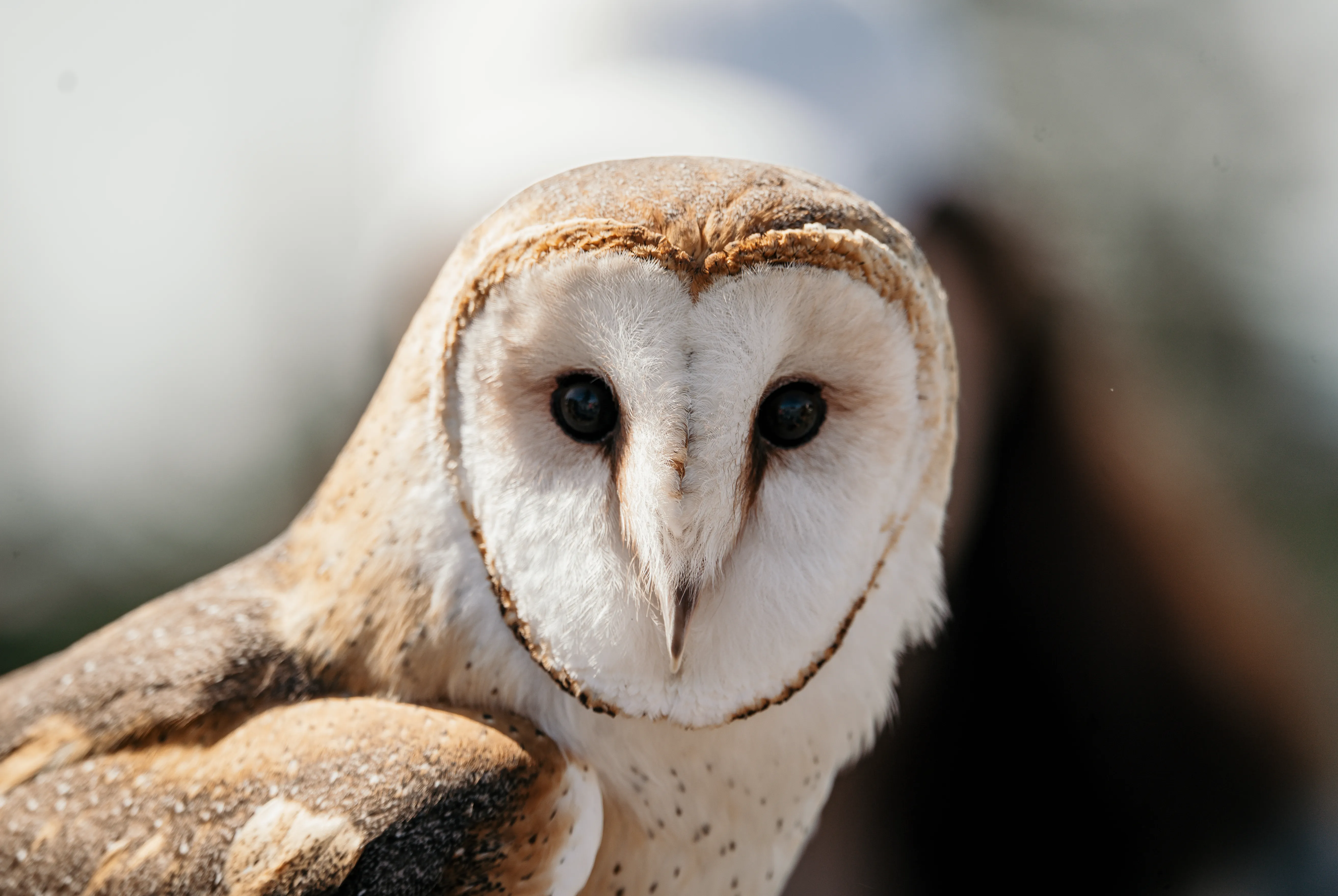 Wildlife photo