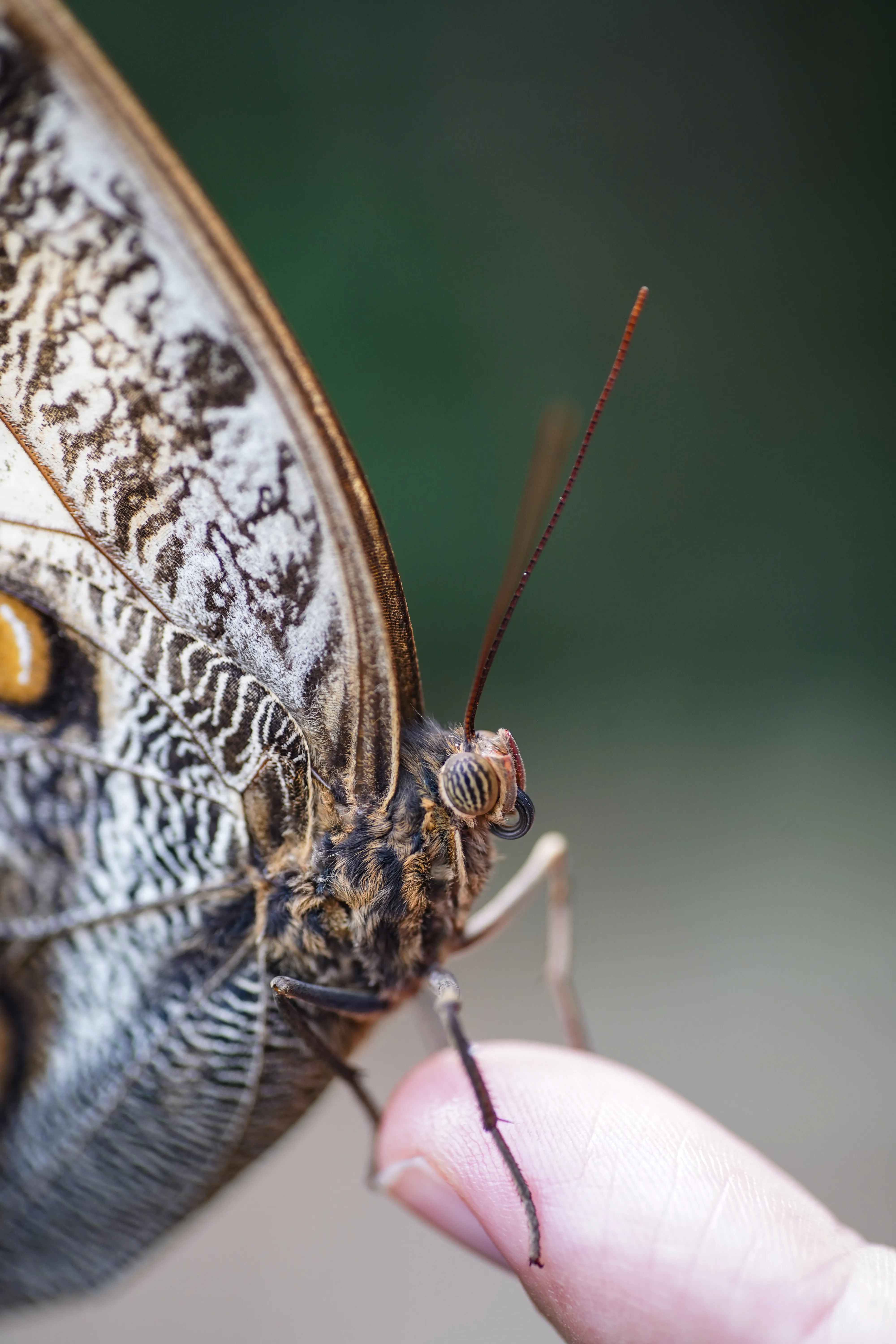 Wildlife photo