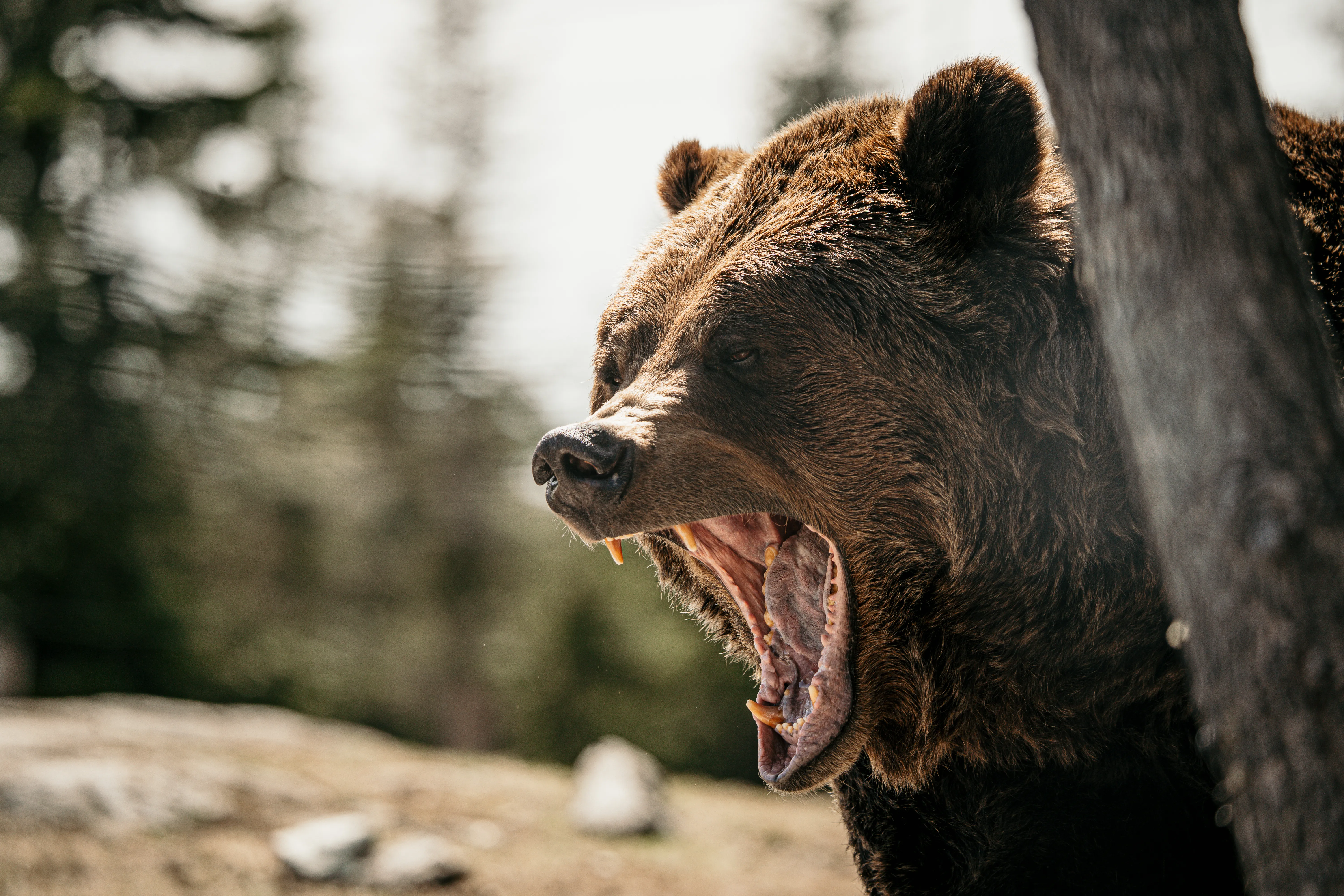 Wildlife photo