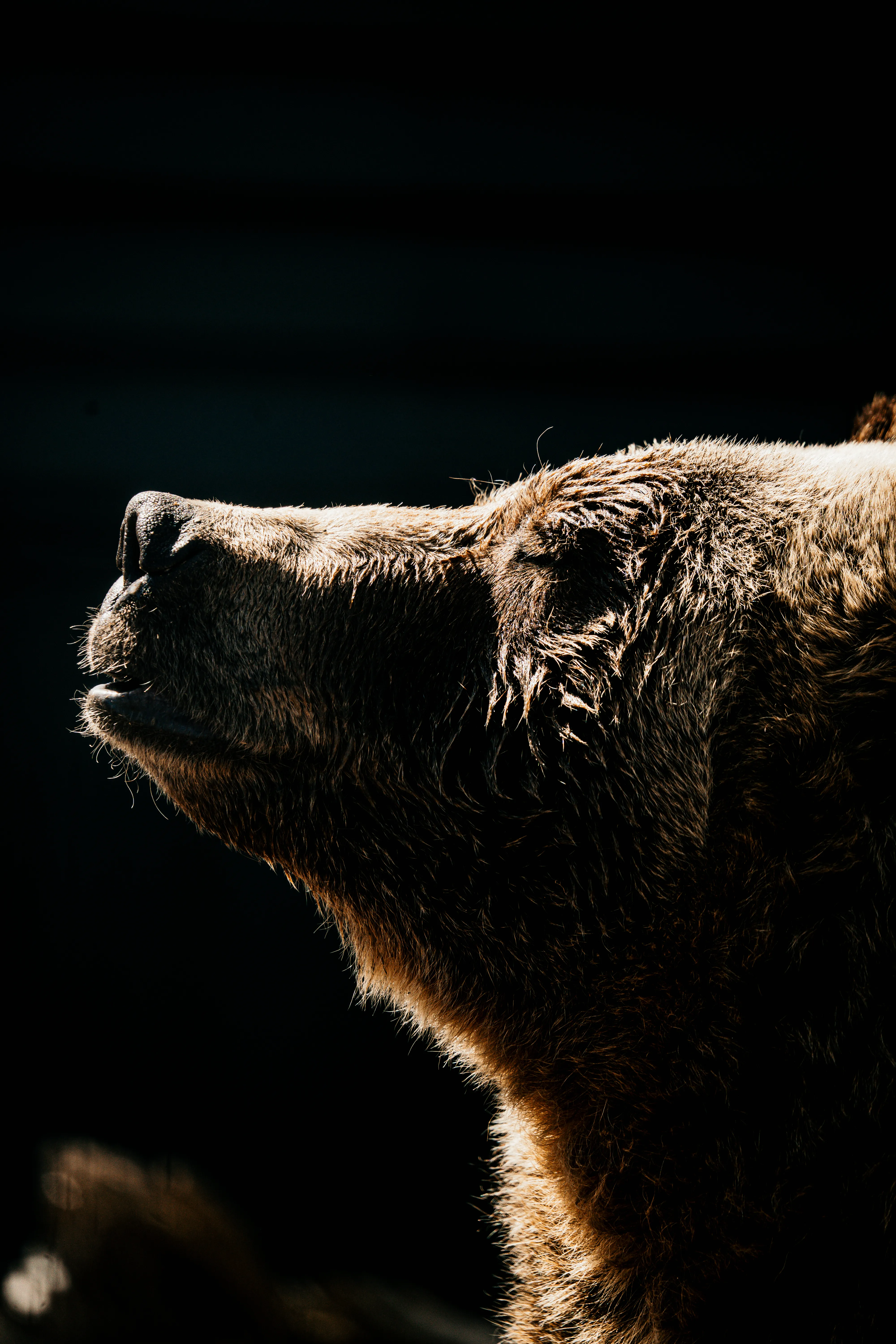 Wildlife photo