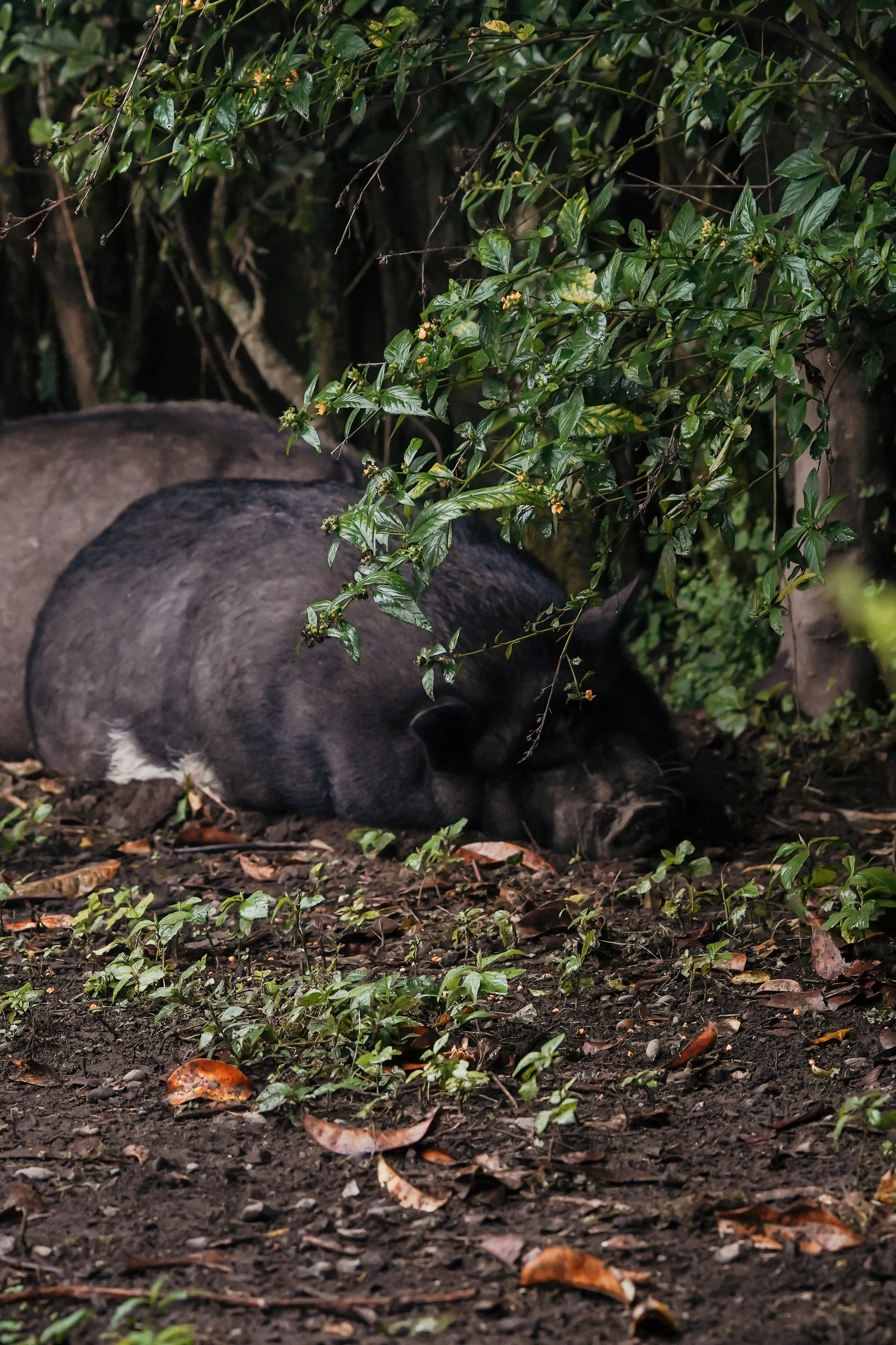 Wildlife photo