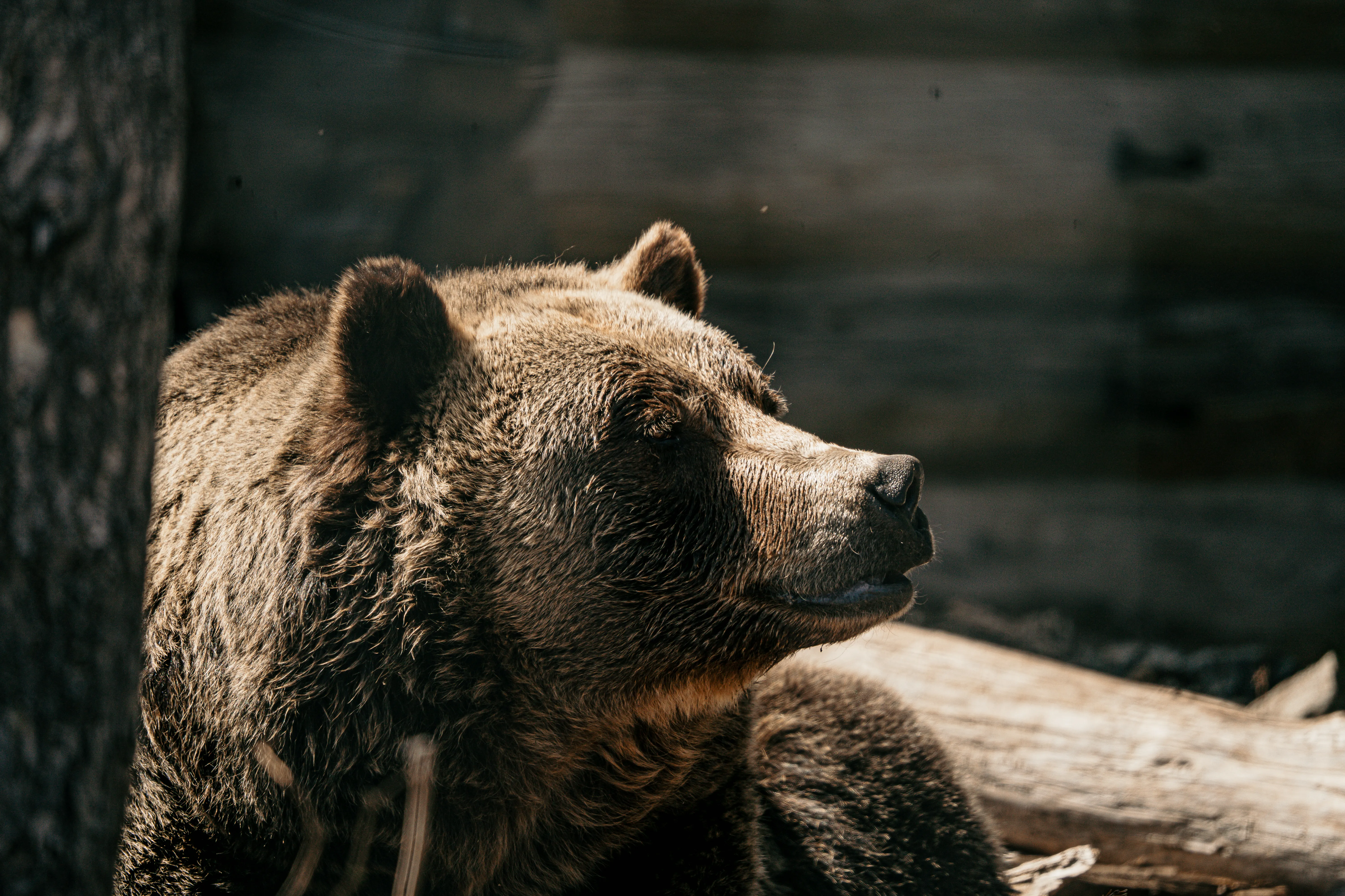 Wildlife photo