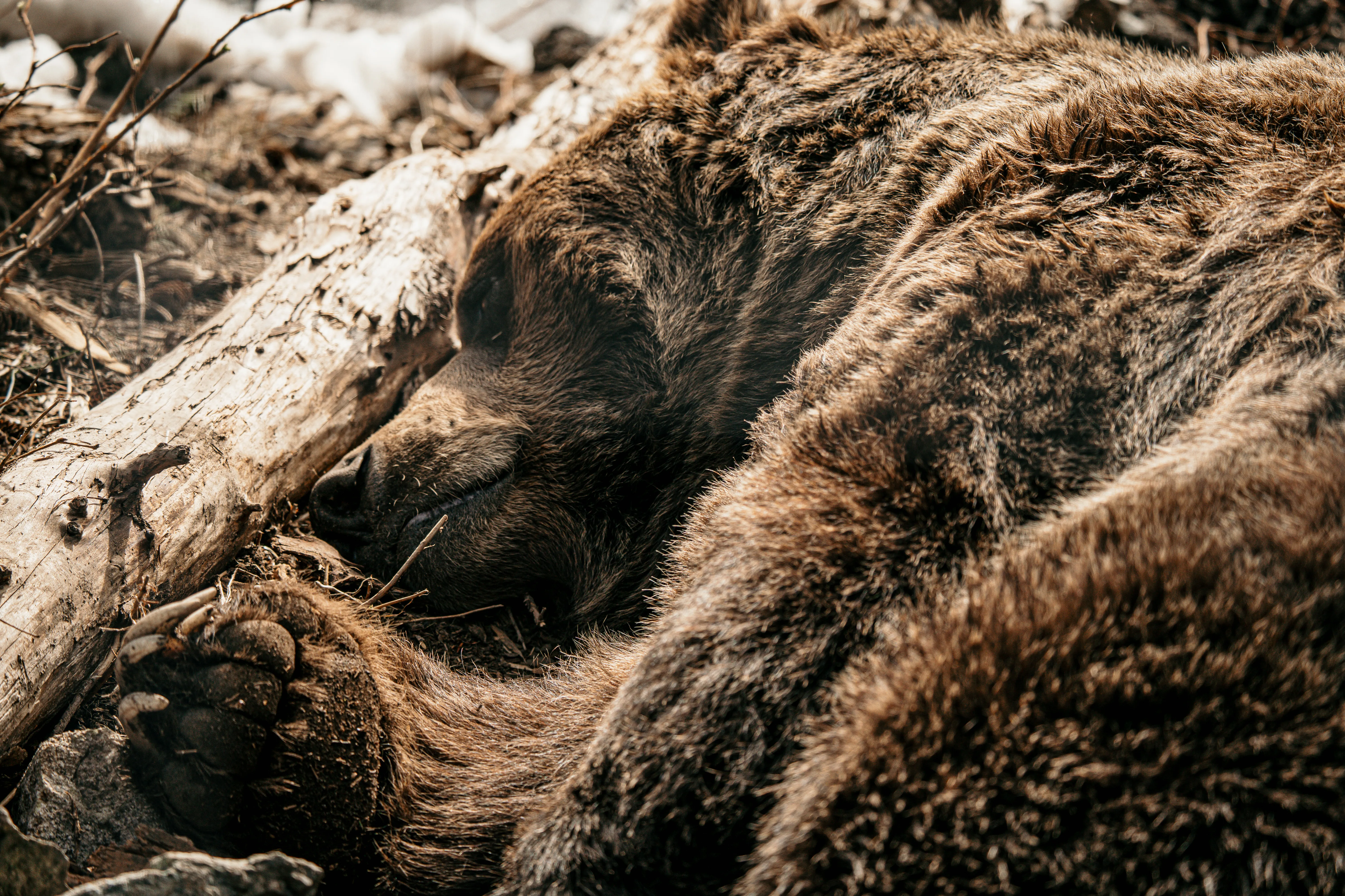 Wildlife photo