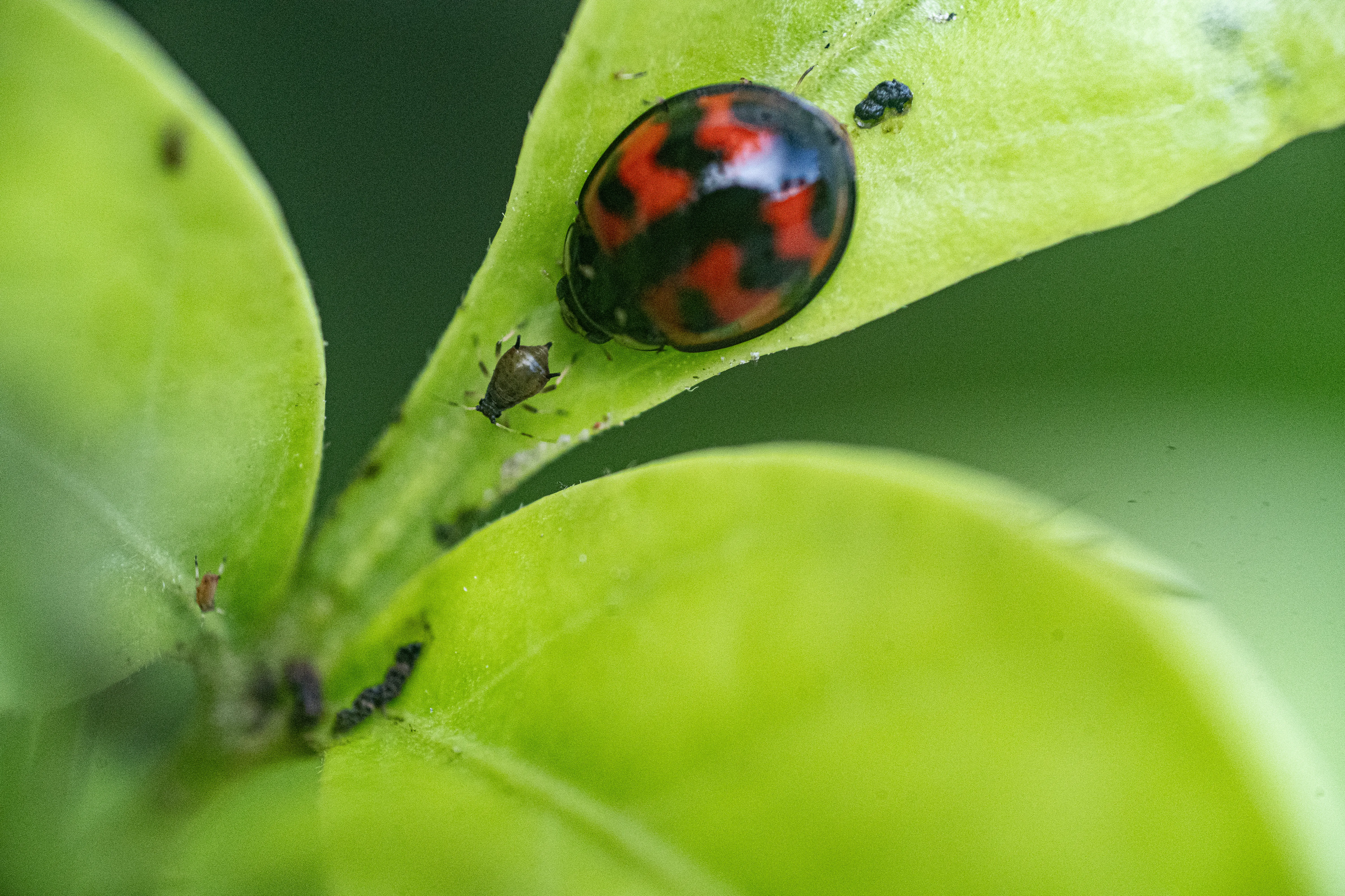 Wildlife photo