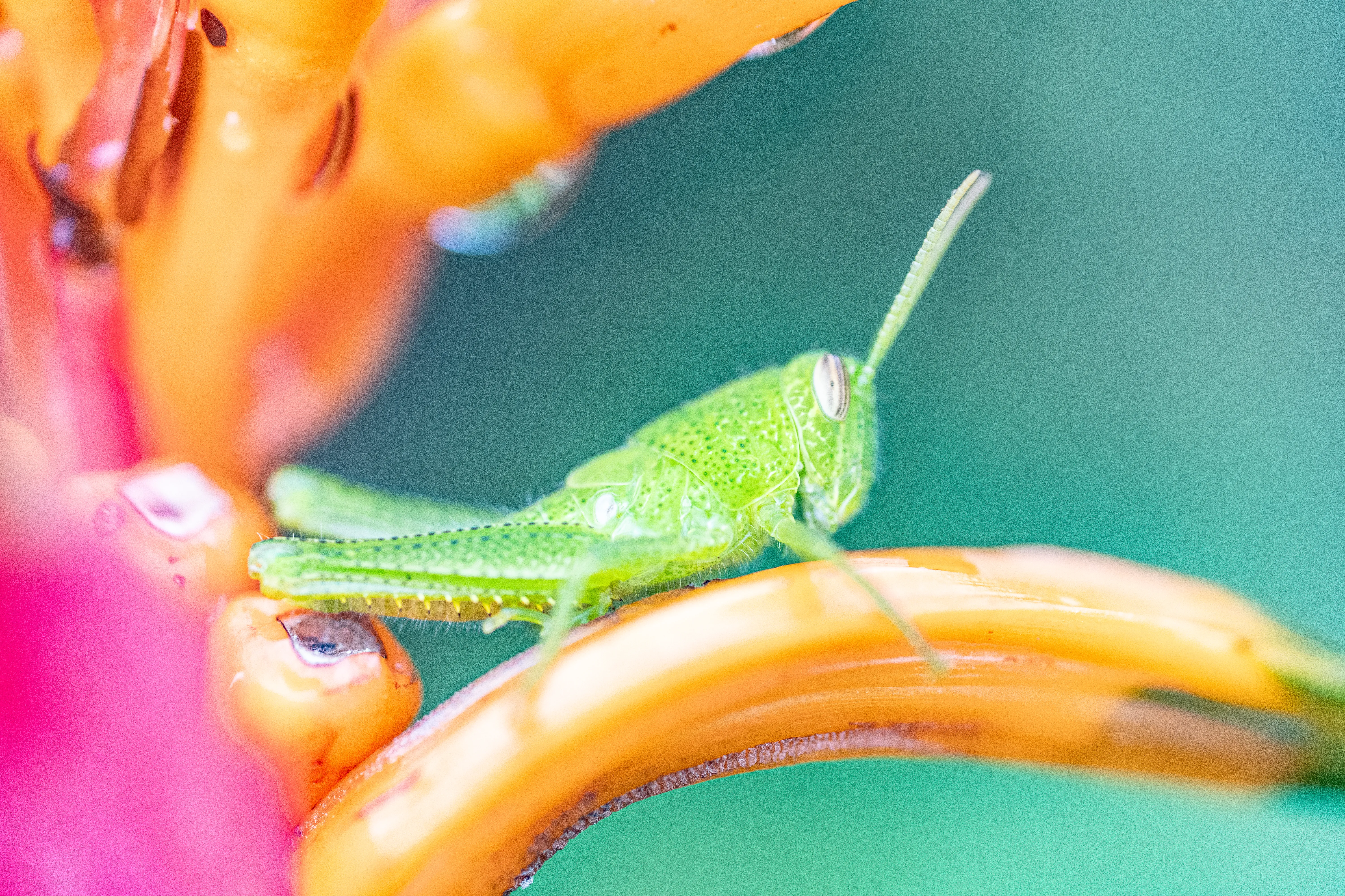 Wildlife photo