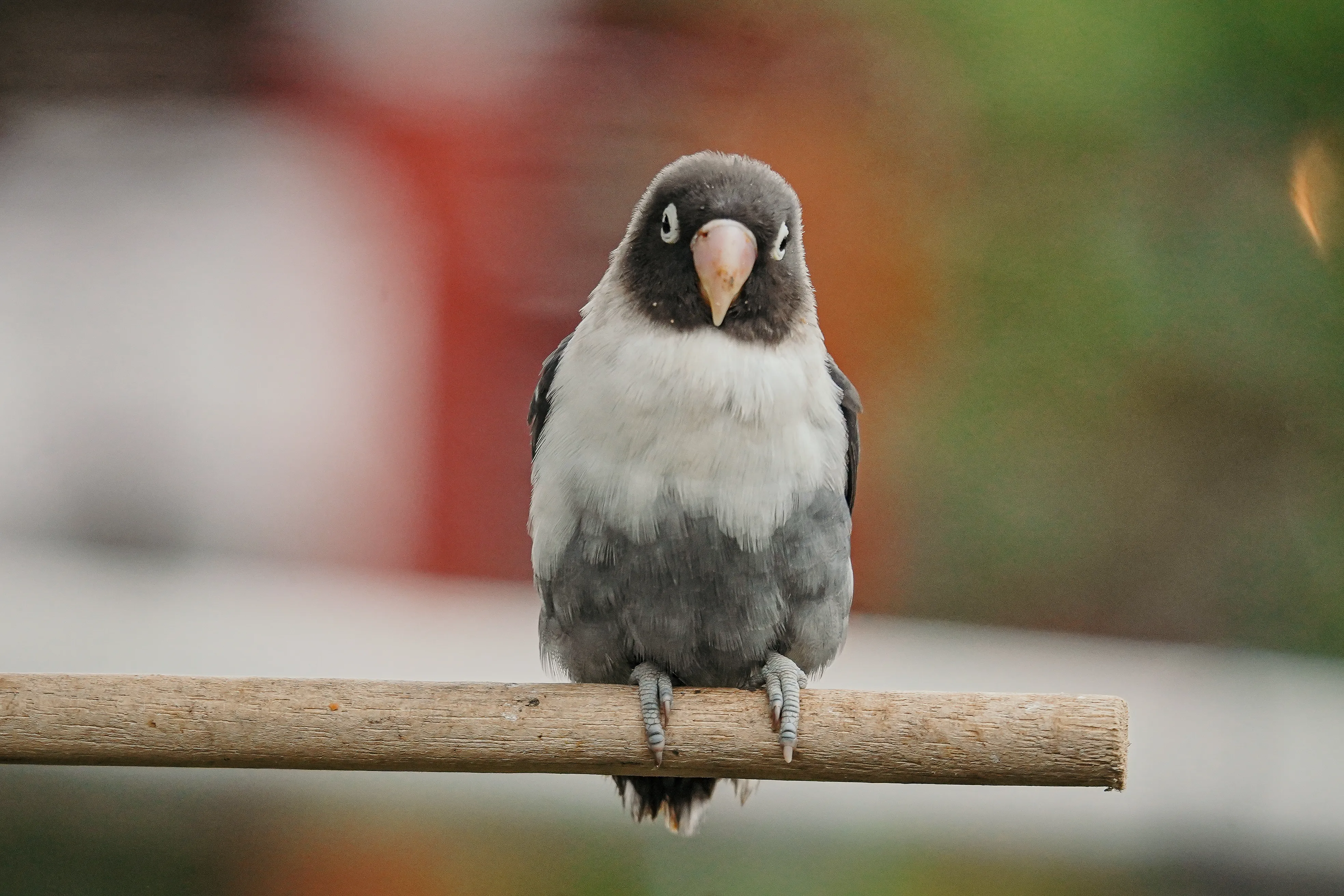 Wildlife photo