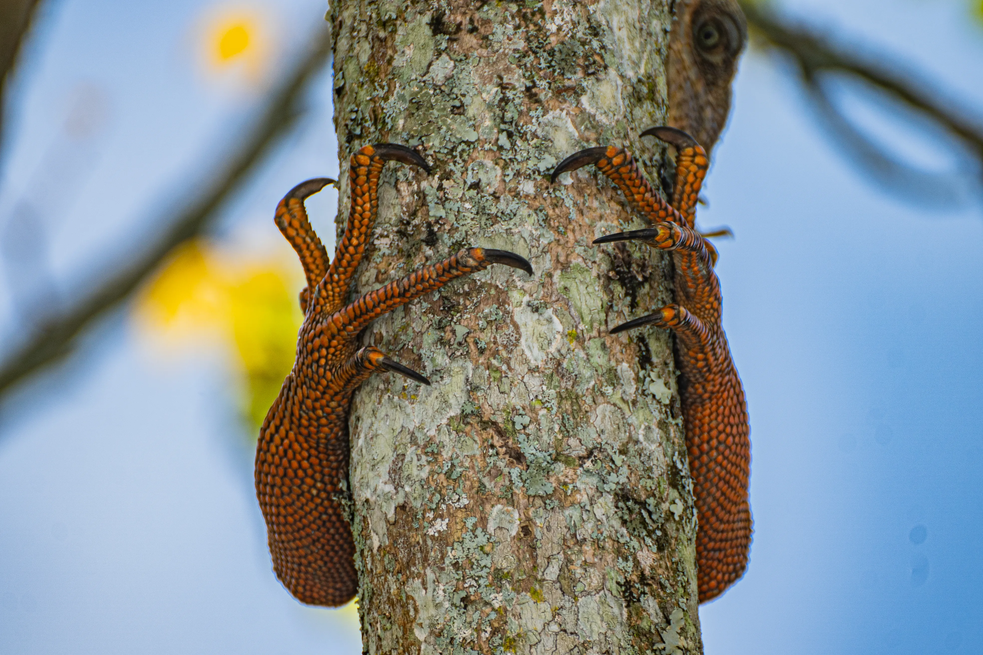 Wildlife photo