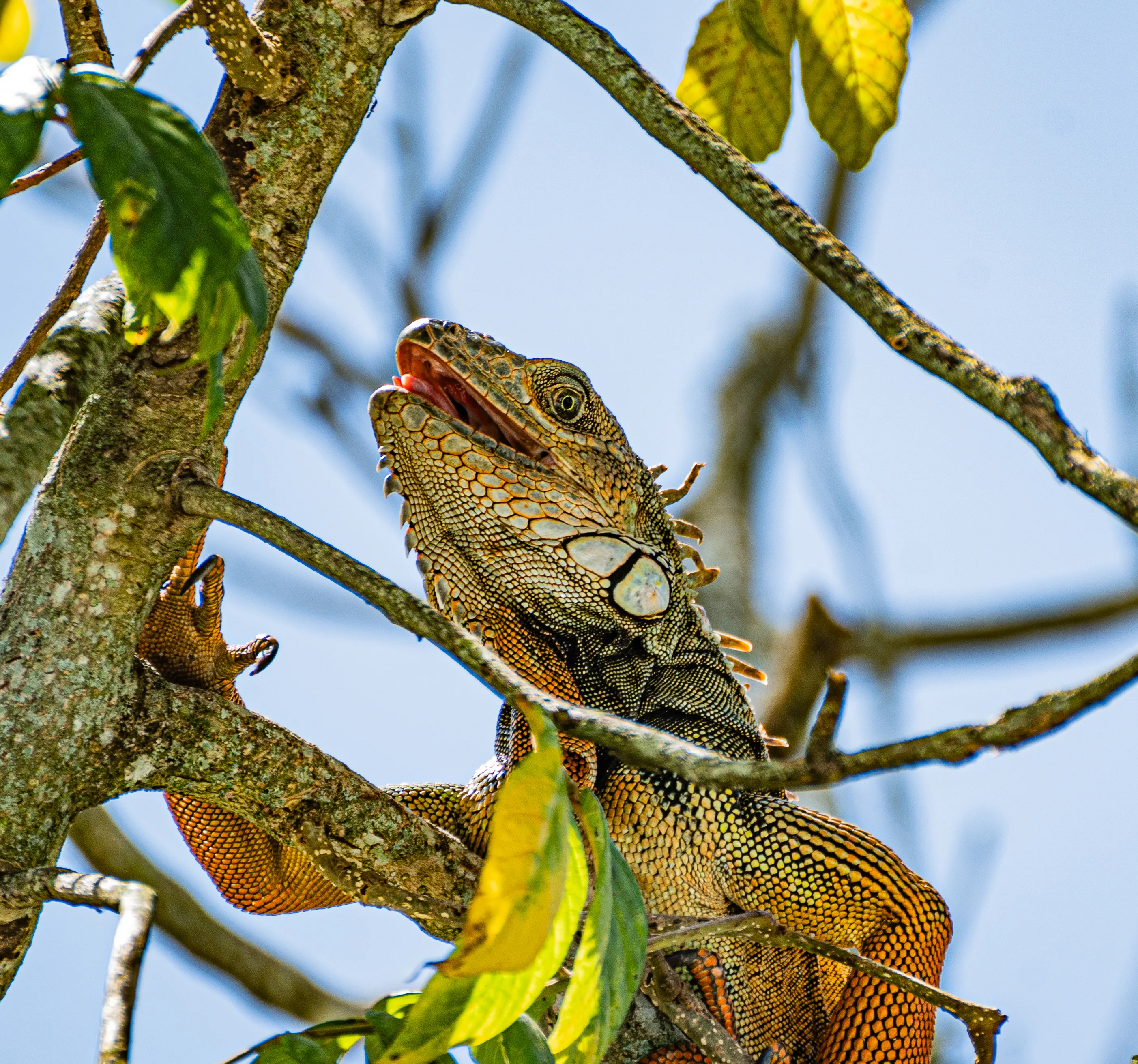 Wildlife photo