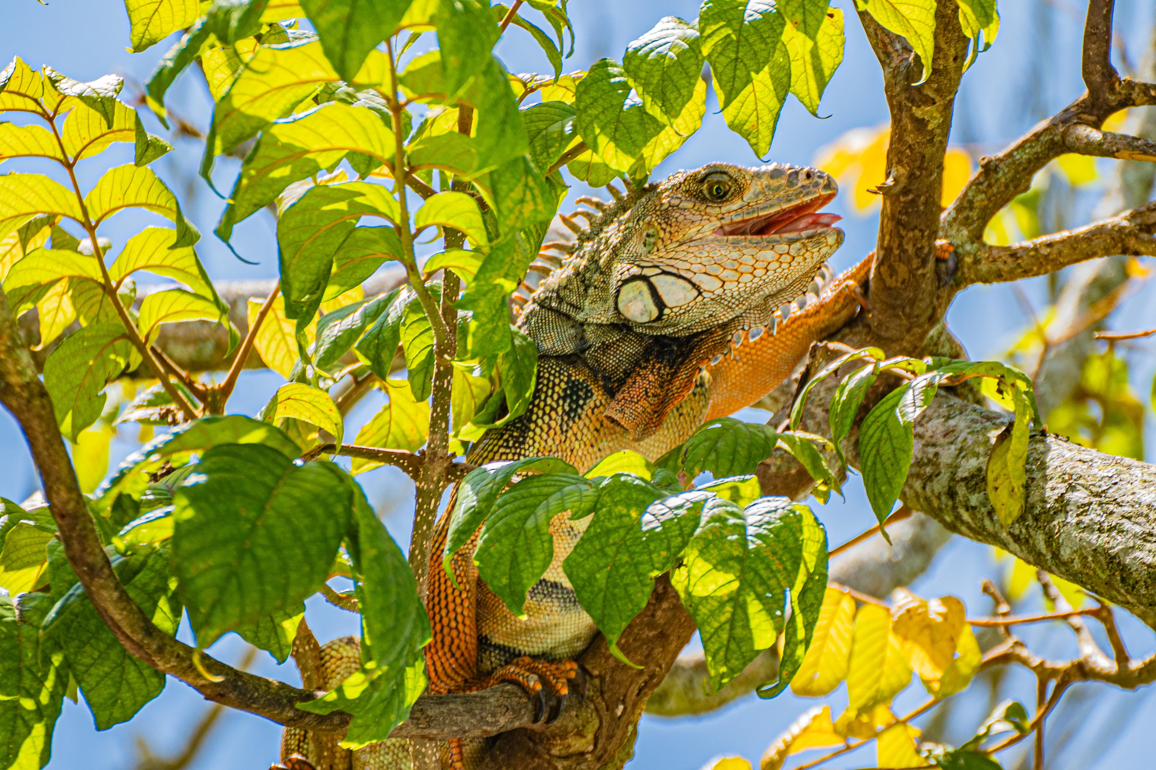 Wildlife photo