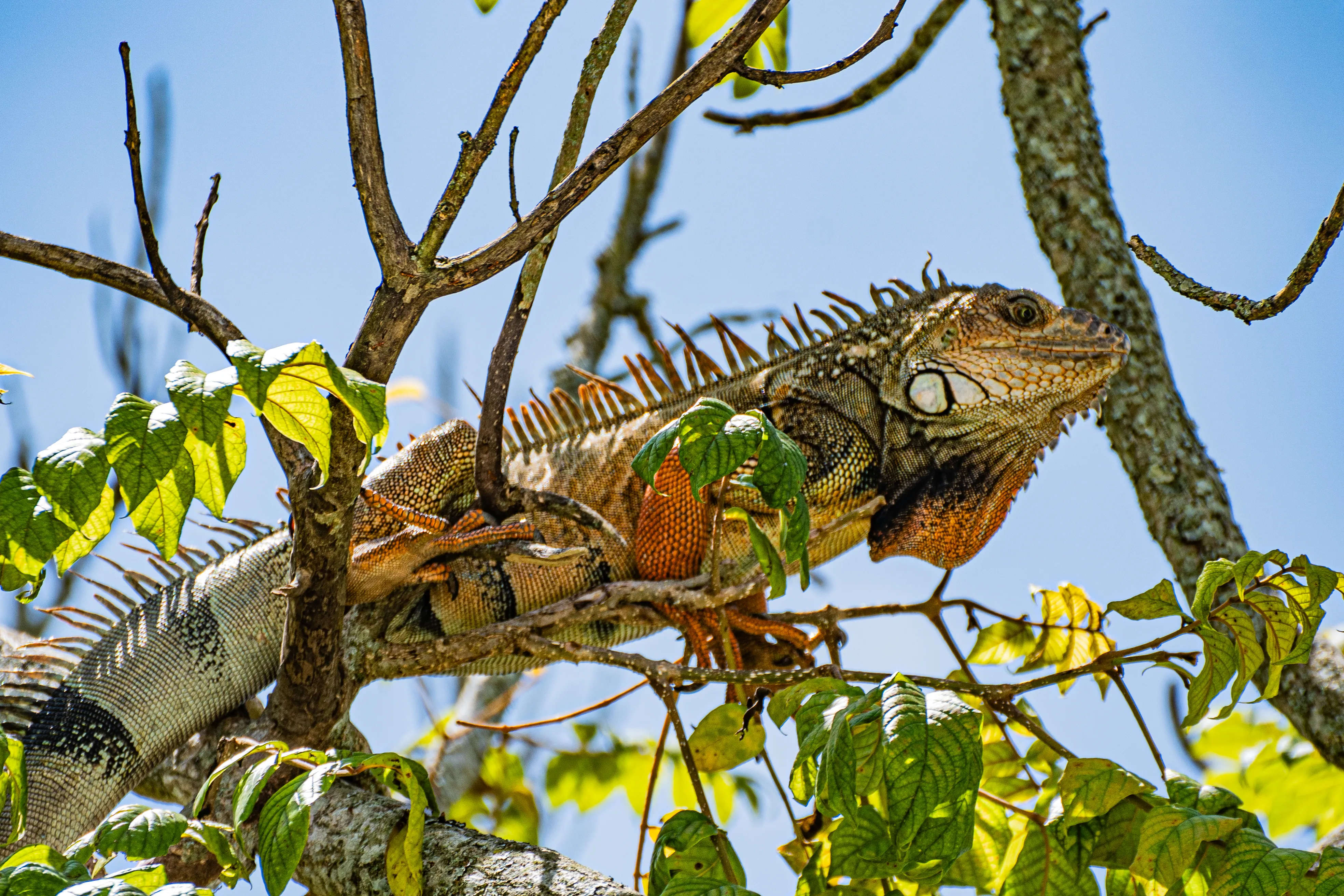 Wildlife photo