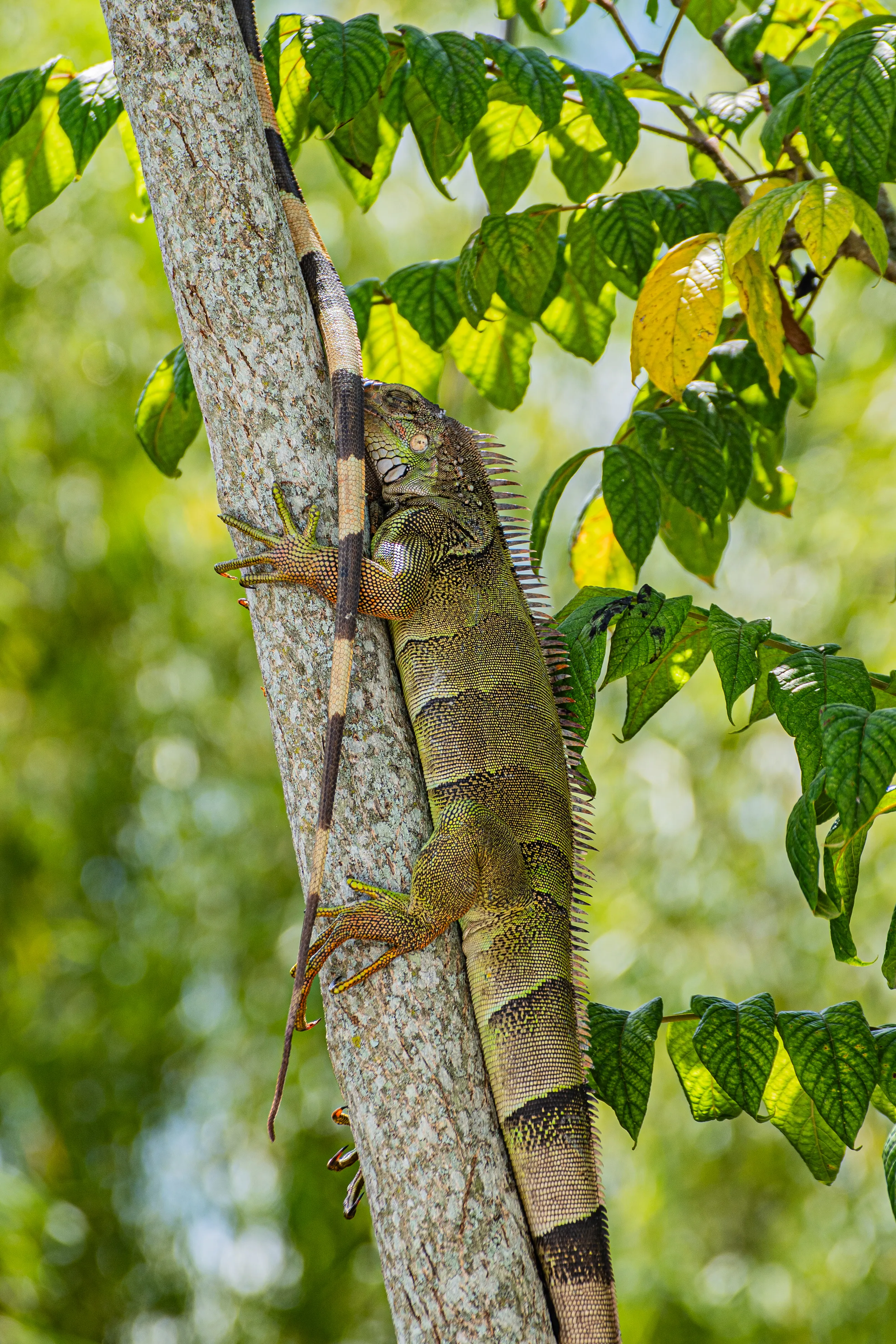 Wildlife photo