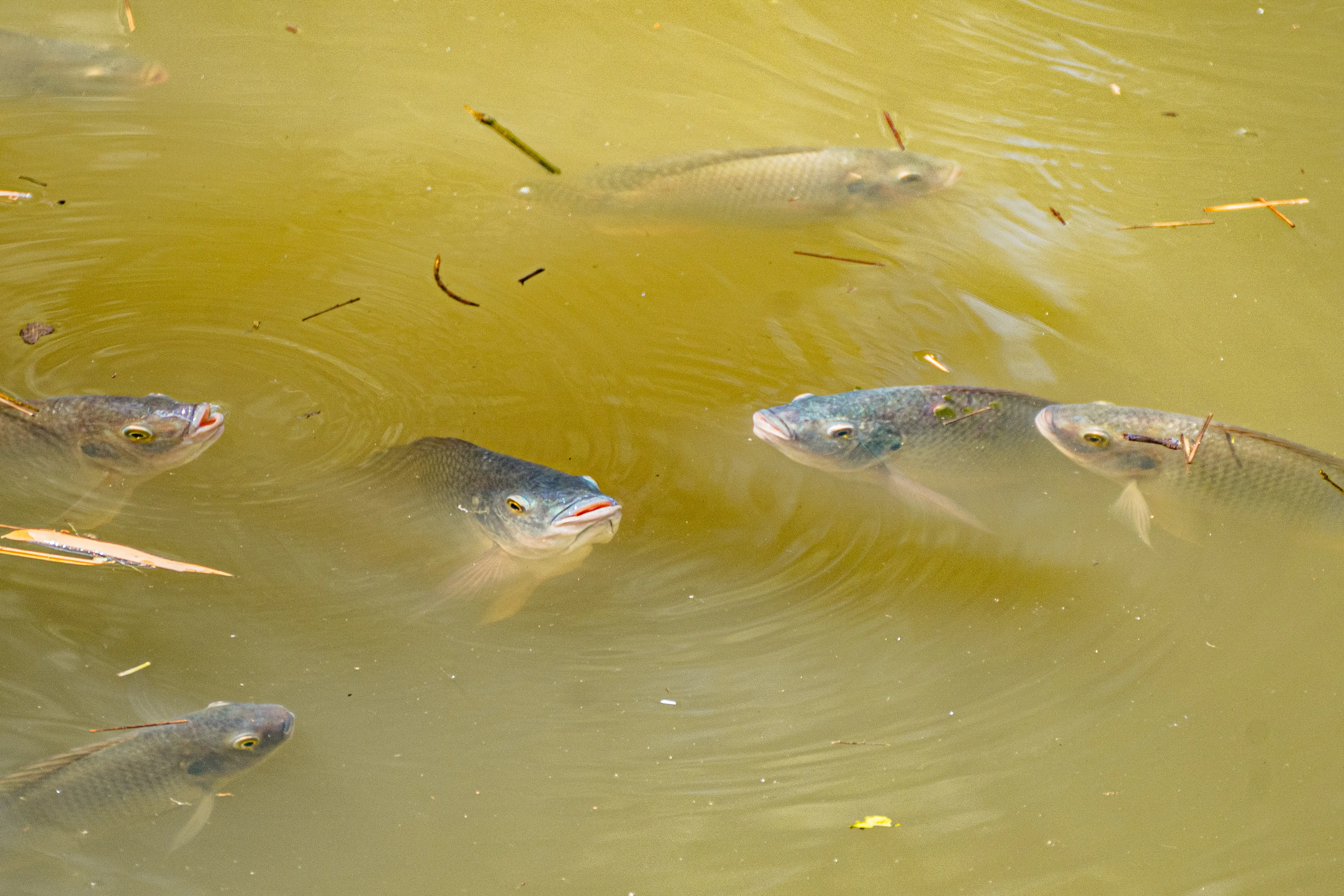 Wildlife photo