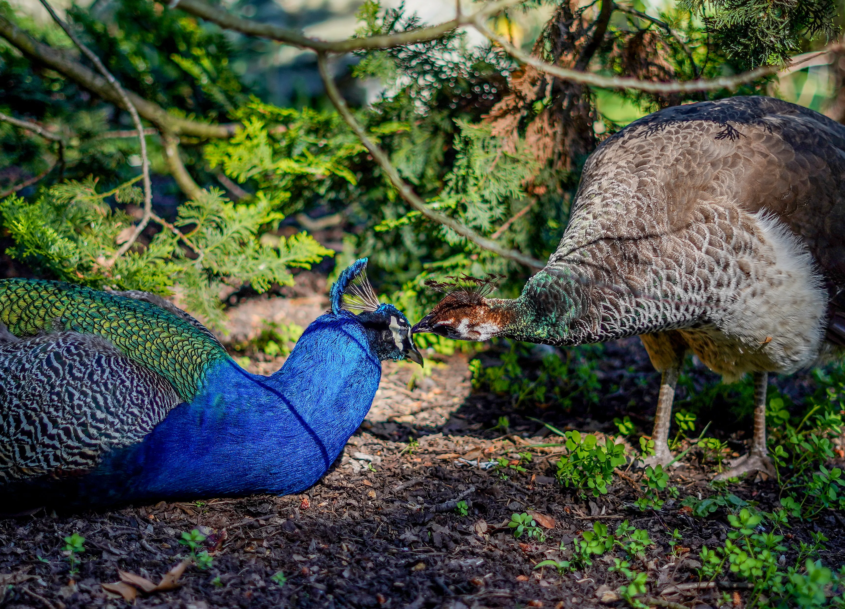 Wildlife photo