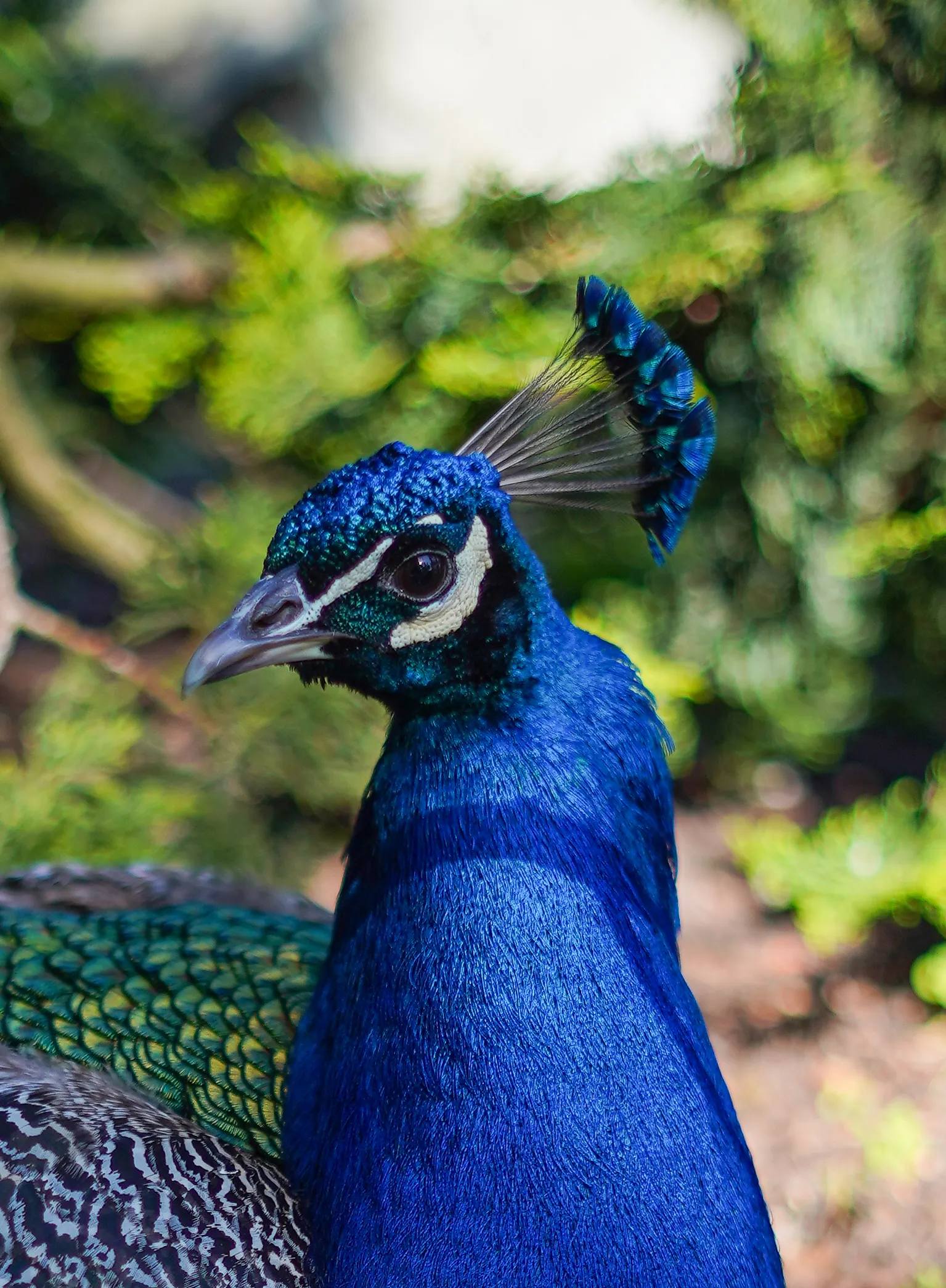 Wildlife photo