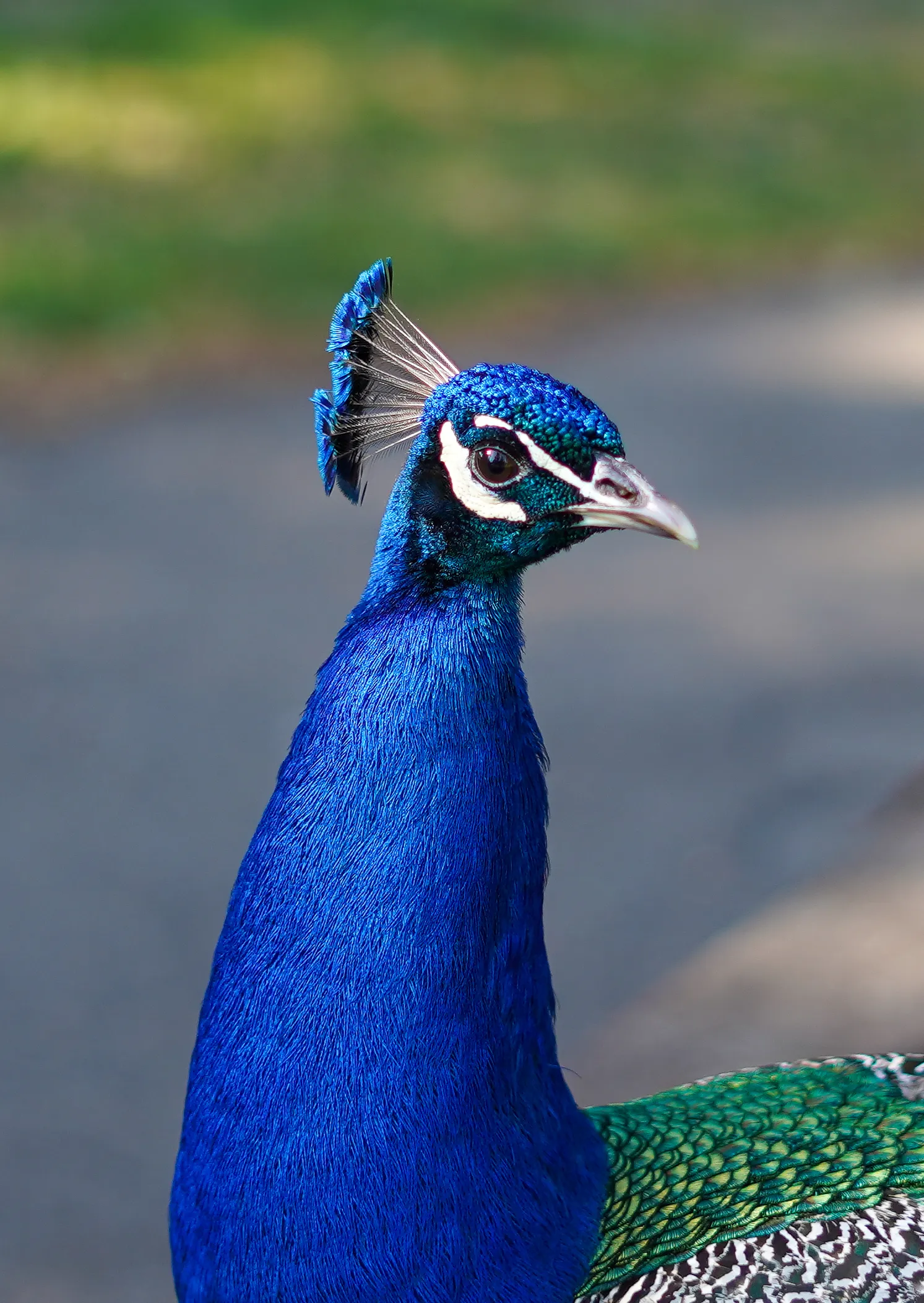 Wildlife photo