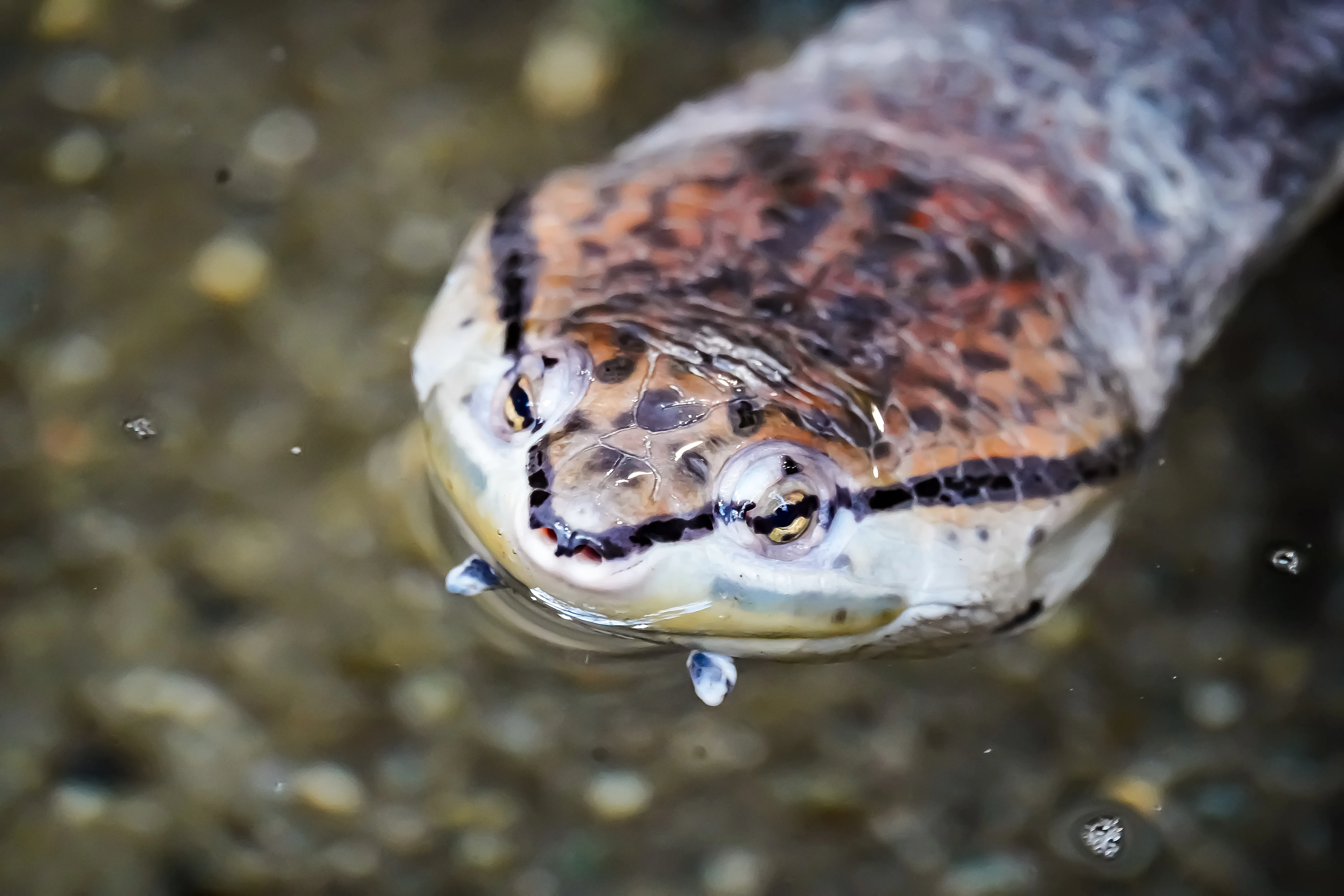 Wildlife photo