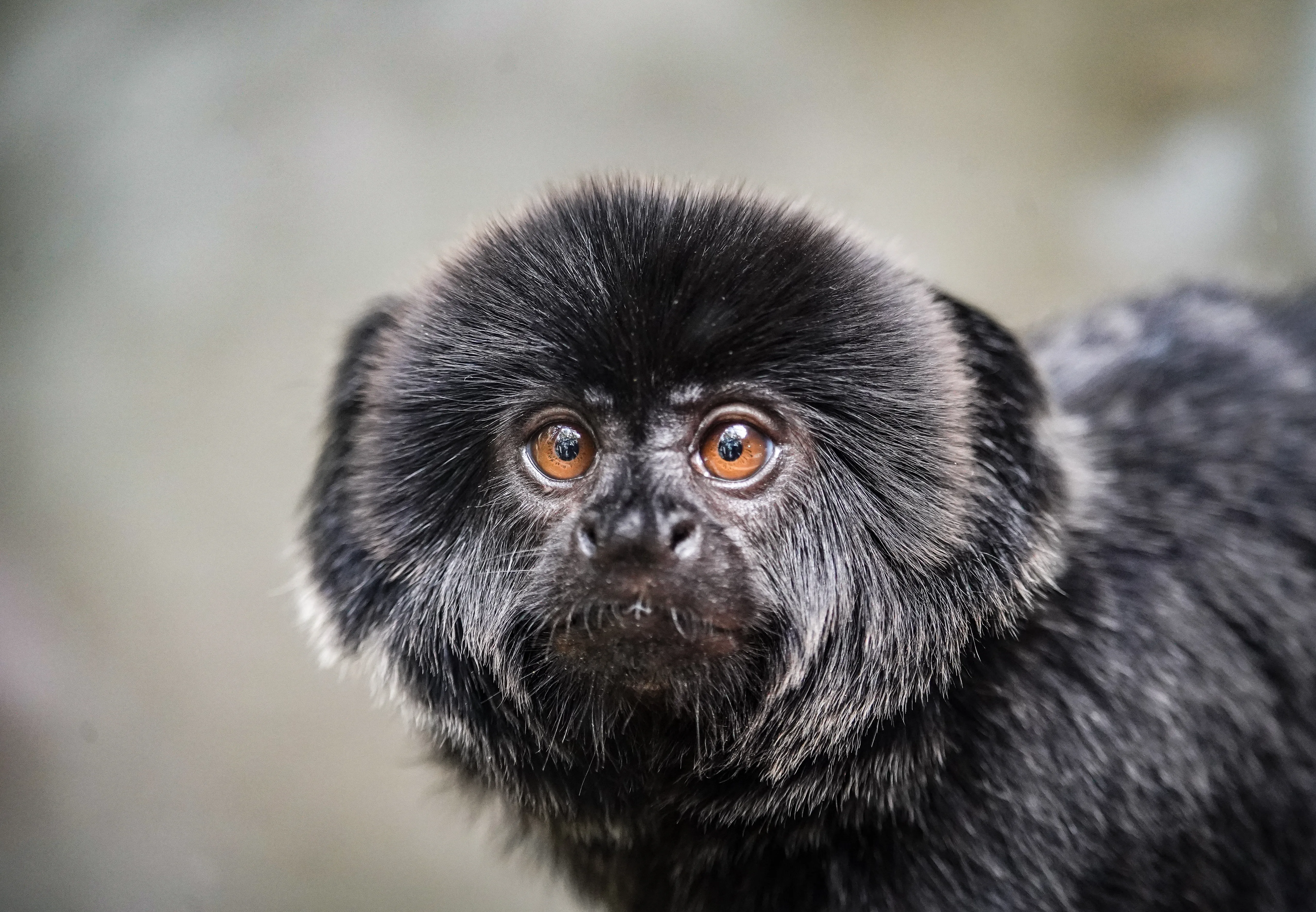 Wildlife photo