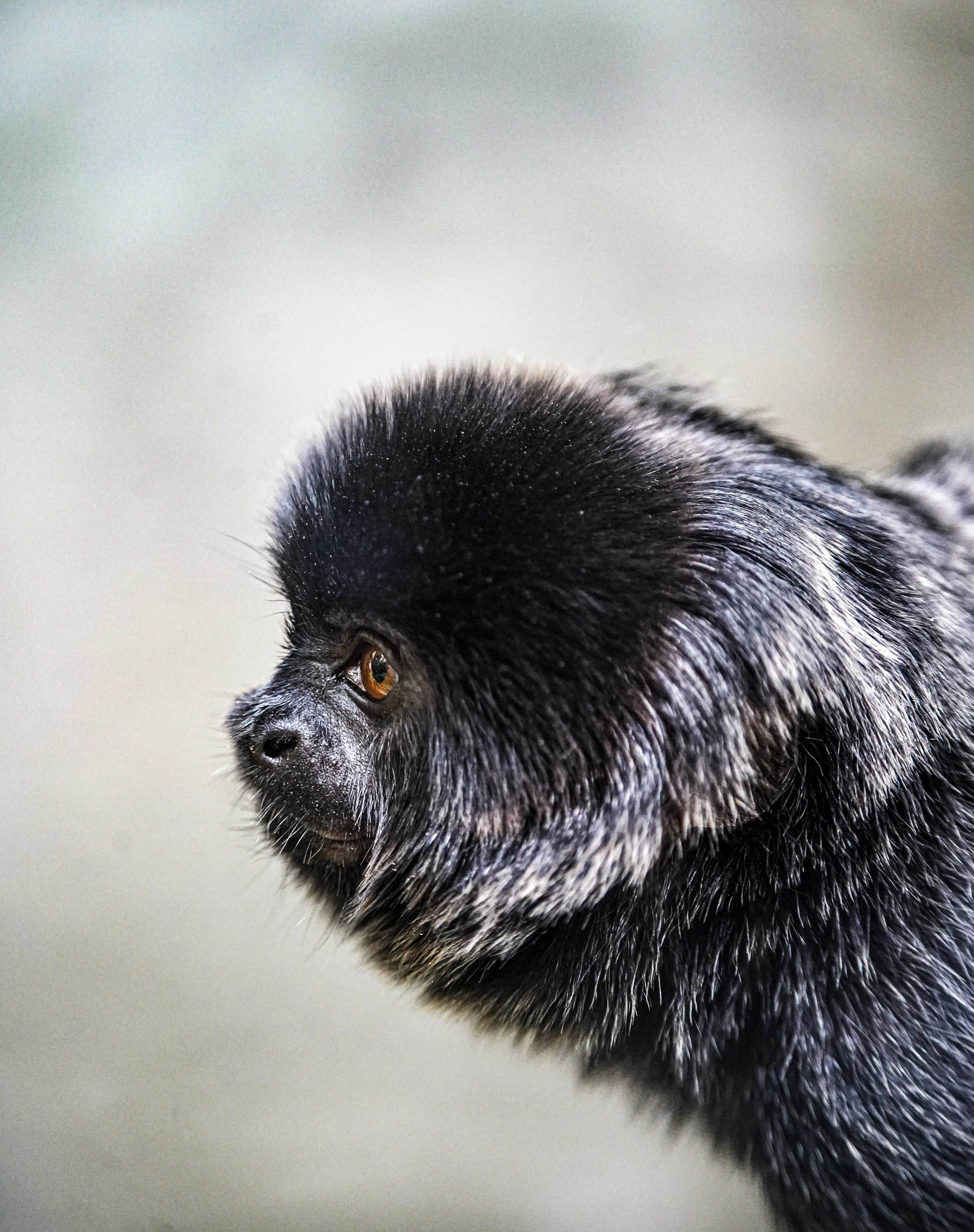 Wildlife photo