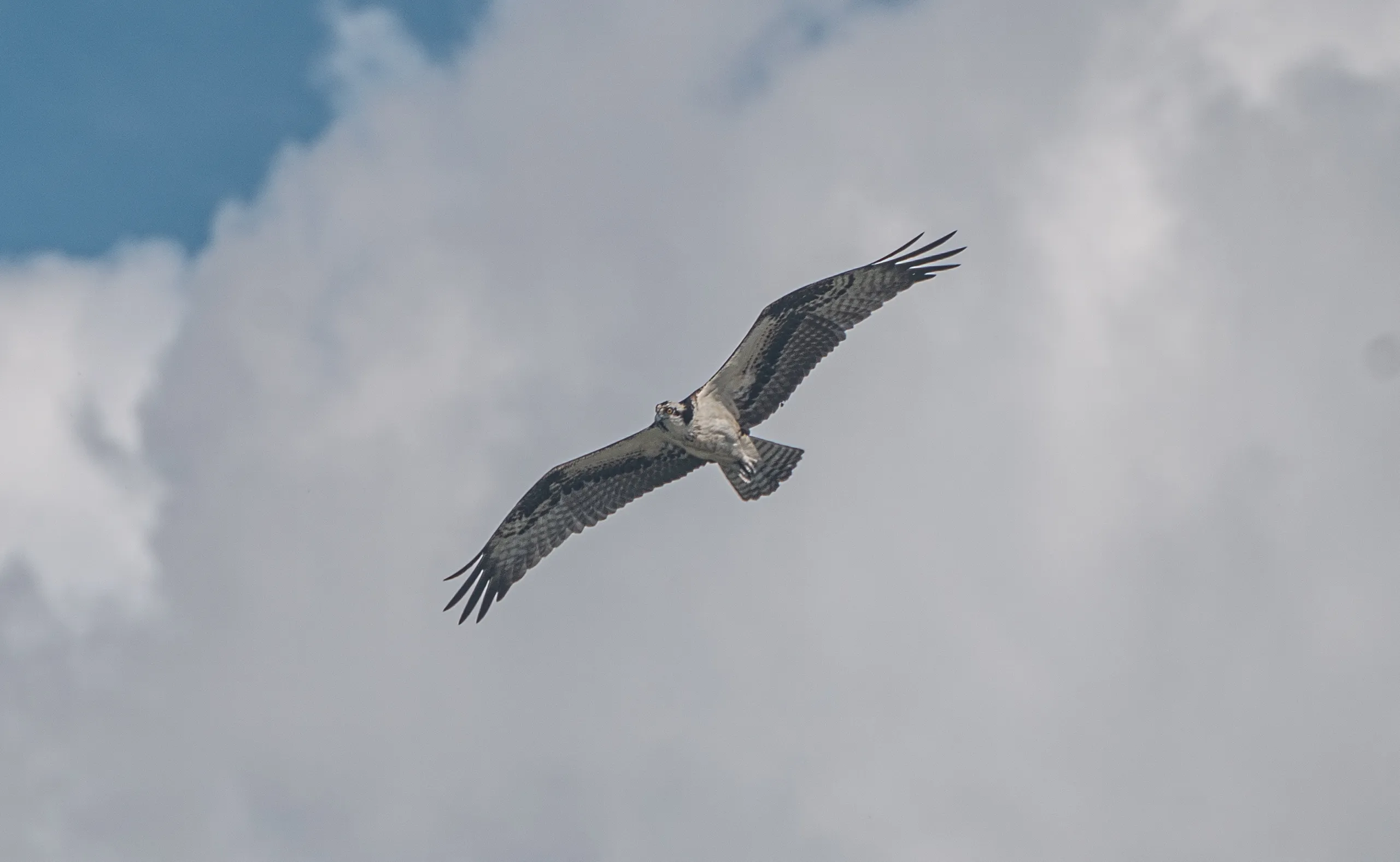 Wildlife photo