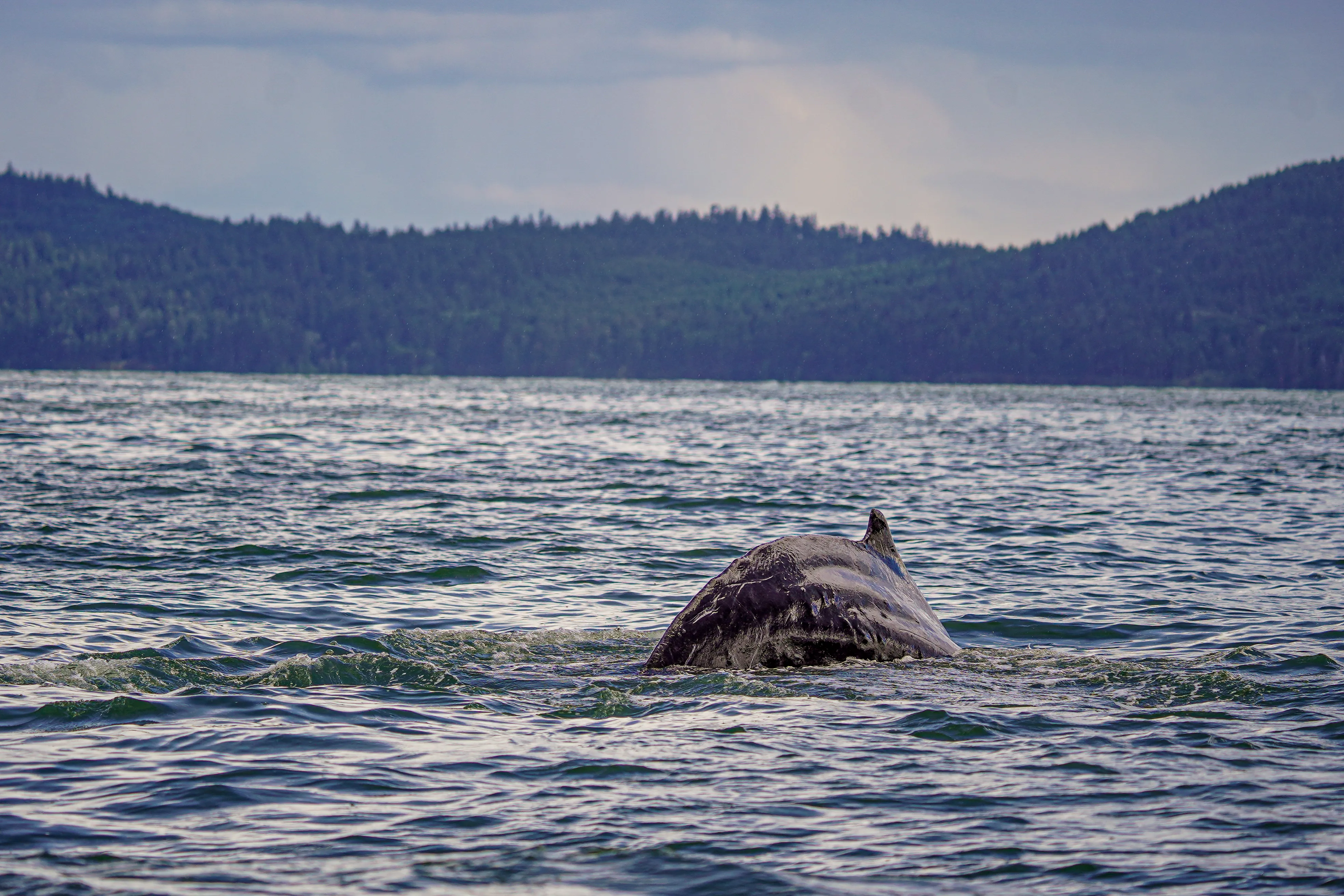 Wildlife photo