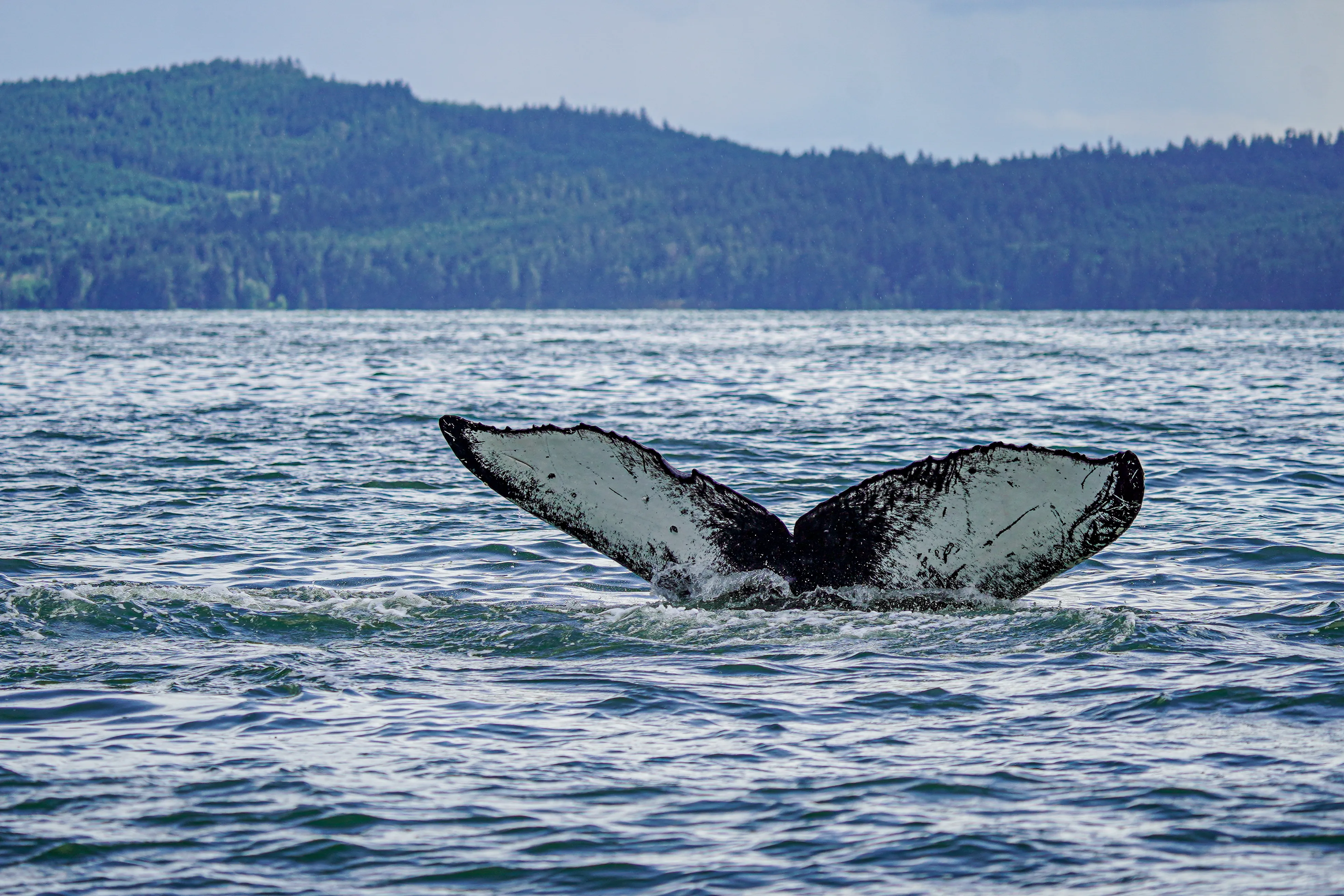 Wildlife photo