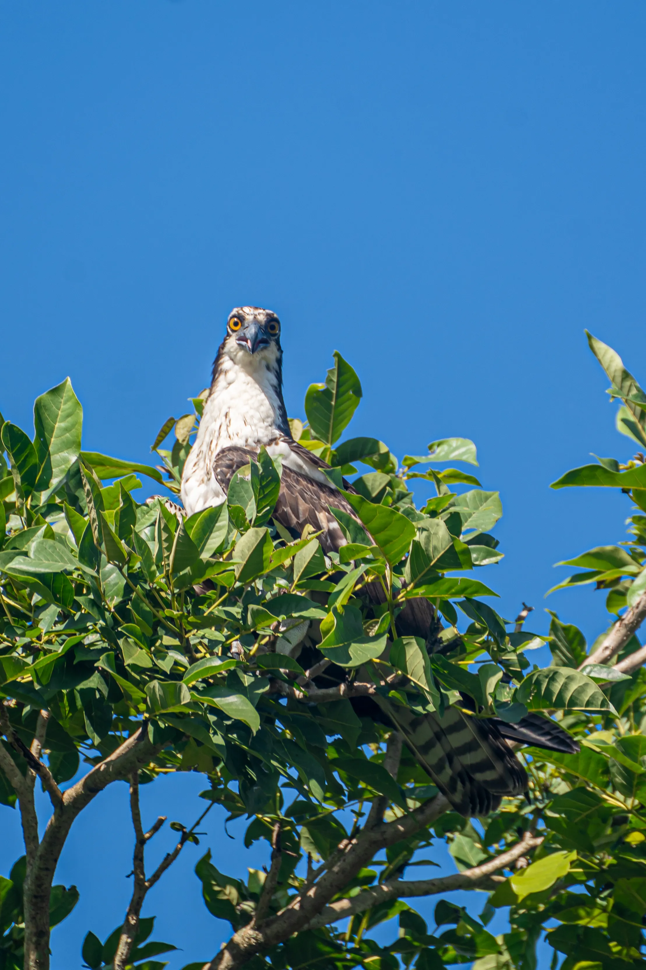 Wildlife photo