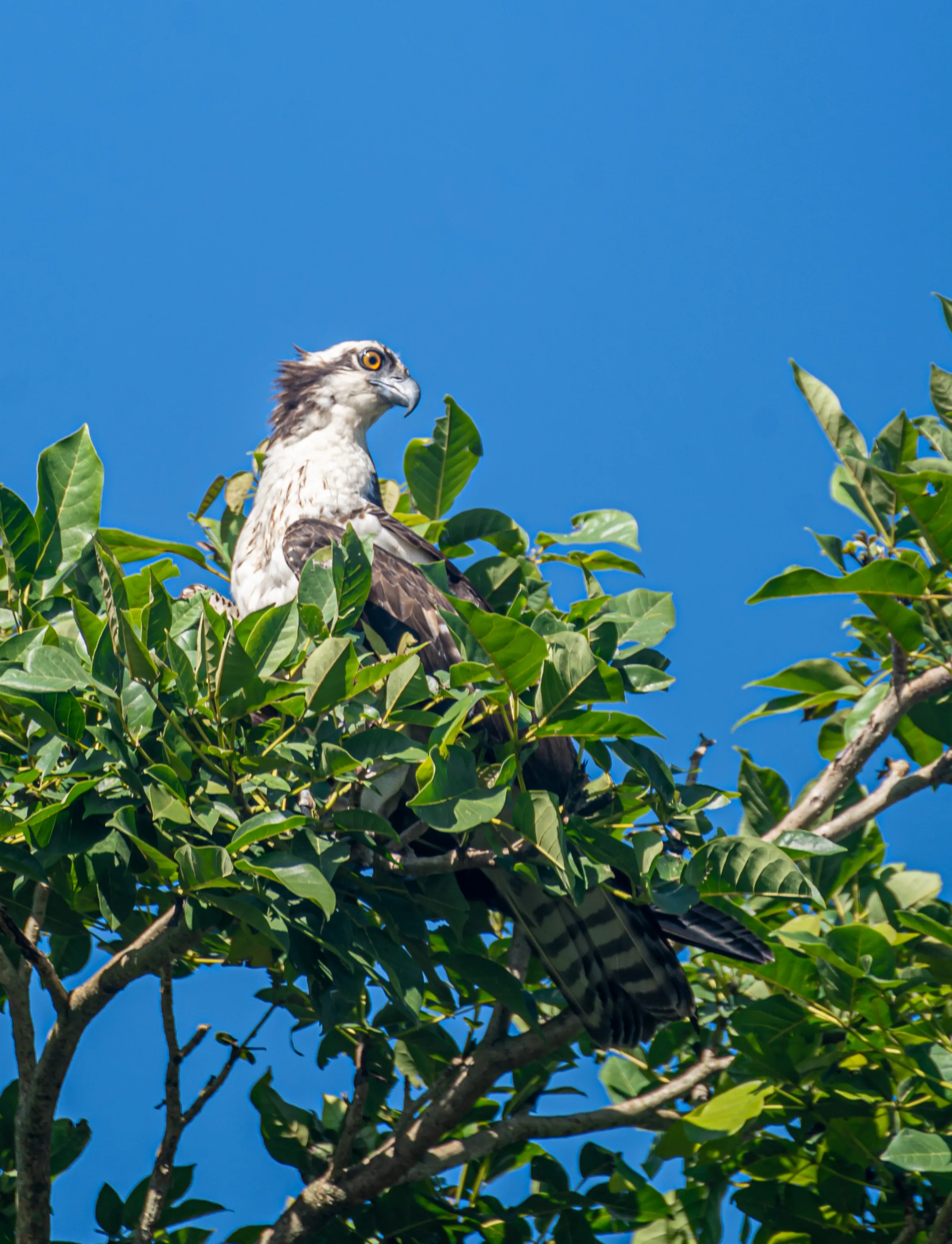 Wildlife photo