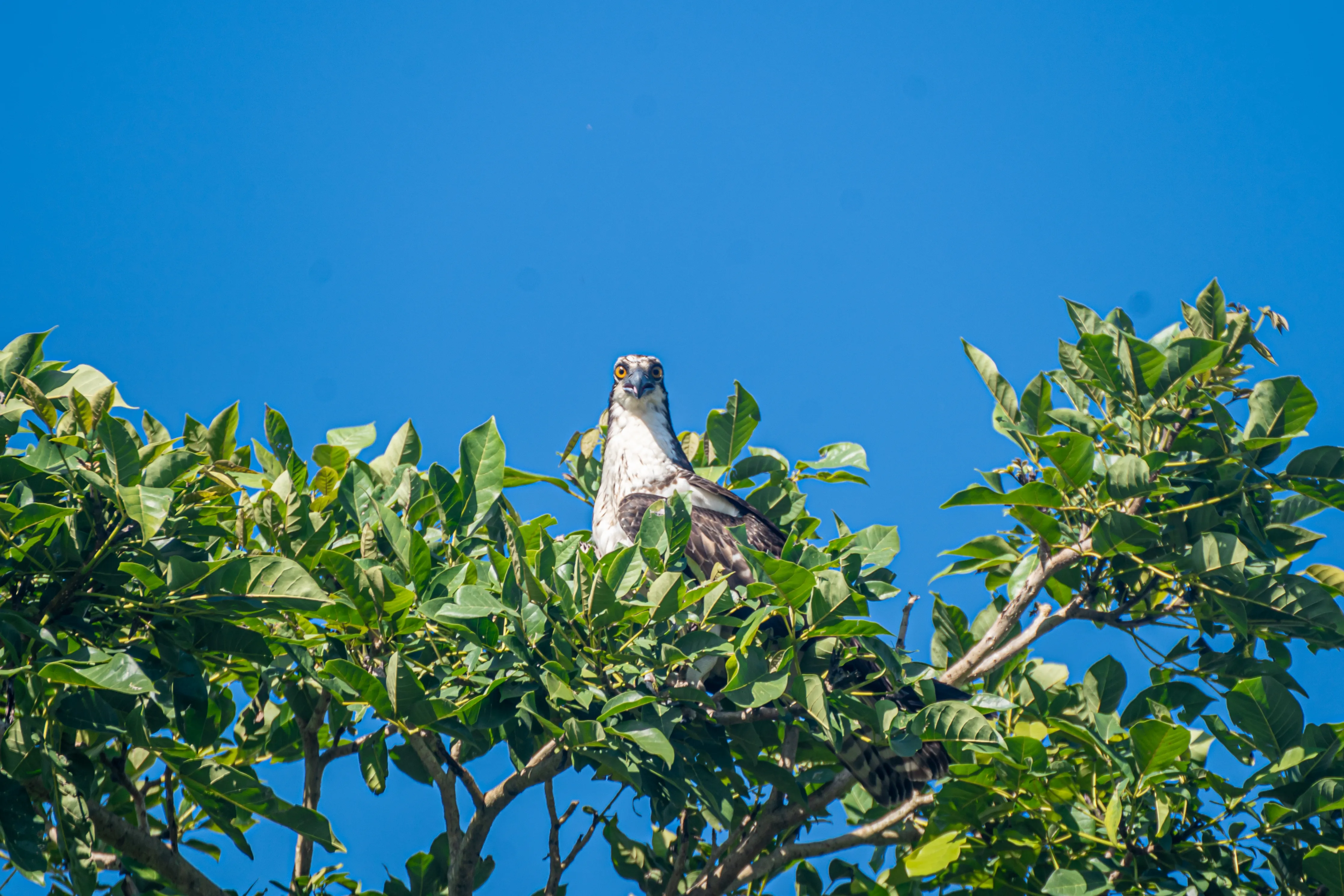 Wildlife photo