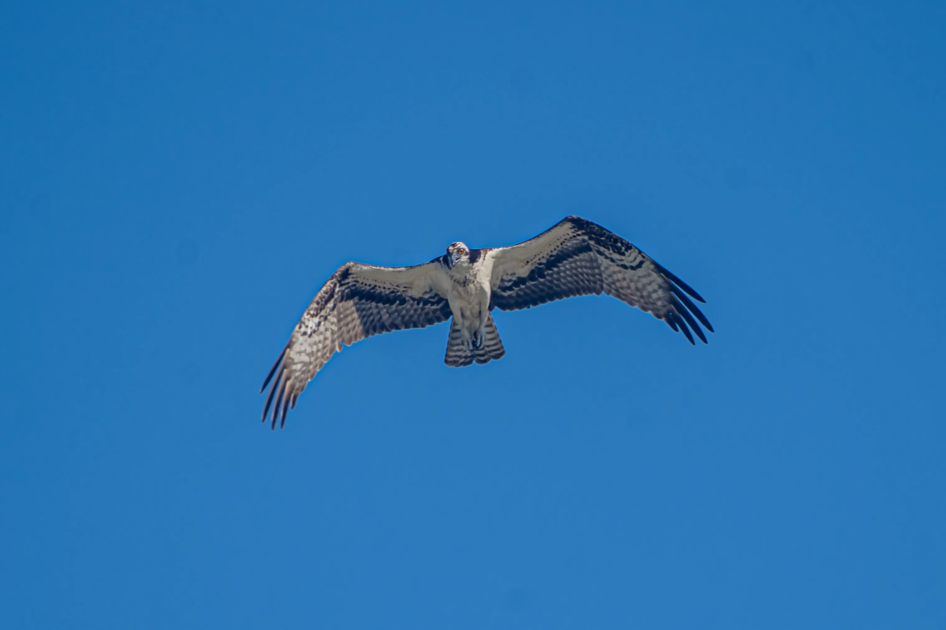 Wildlife photo