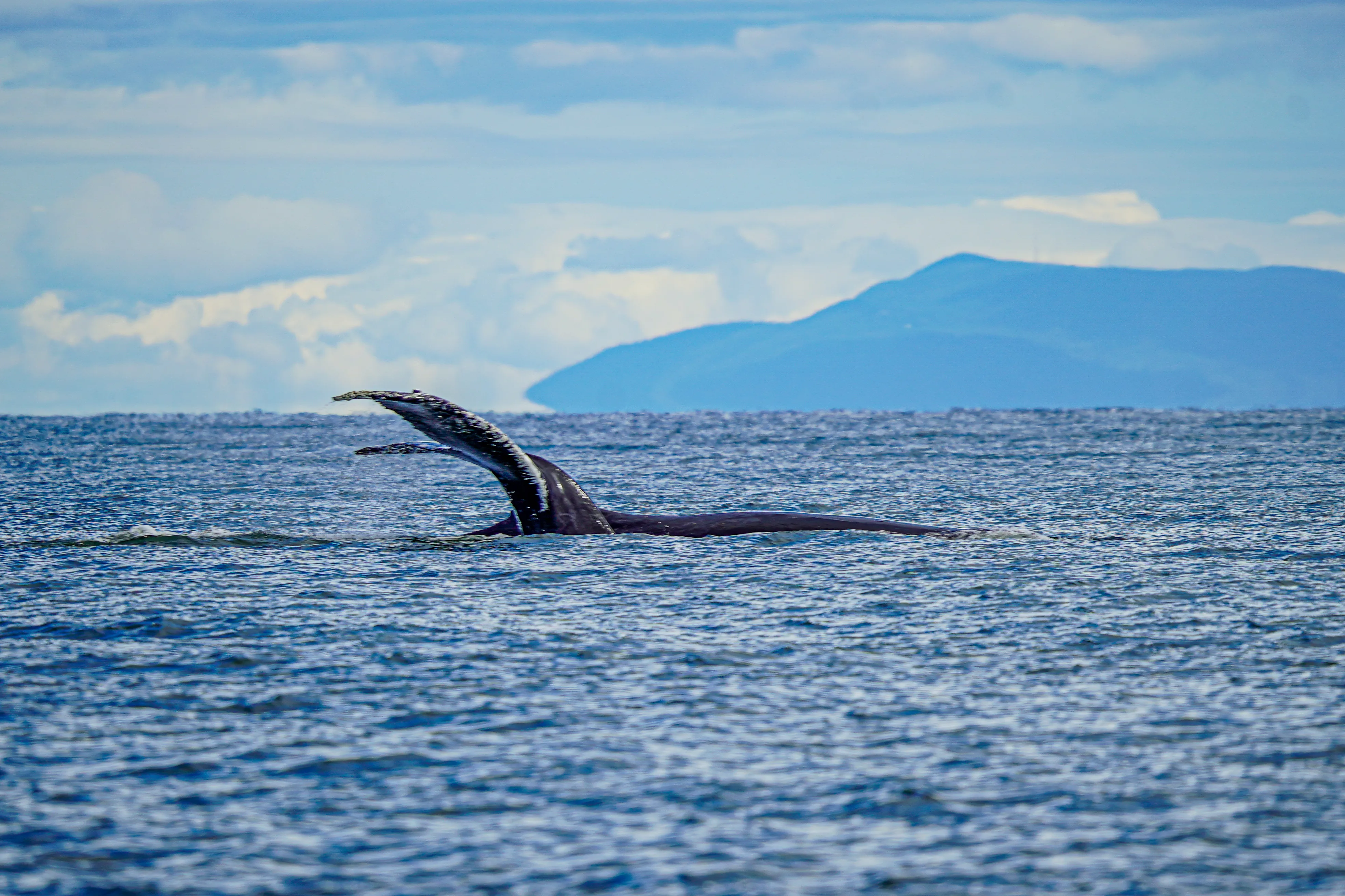Wildlife photo